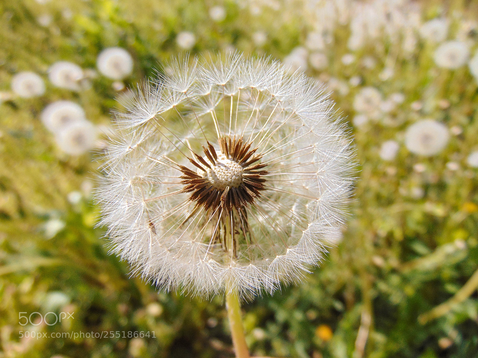 Sony Cyber-shot DSC-H300 sample photo. Dandelion spring flower photography