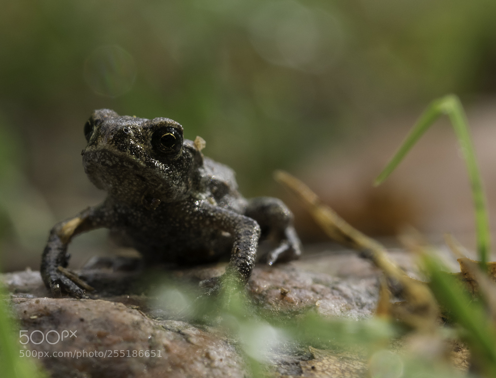 Nikon D5300 sample photo. Animals photography
