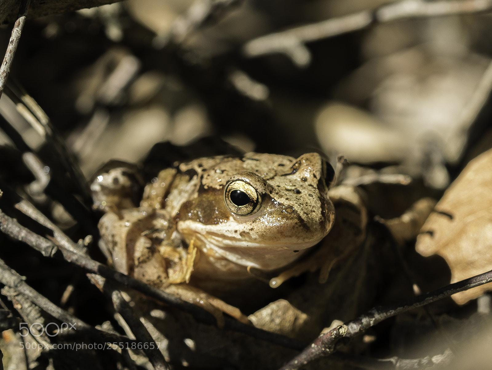Nikon D5300 sample photo. Animals photography