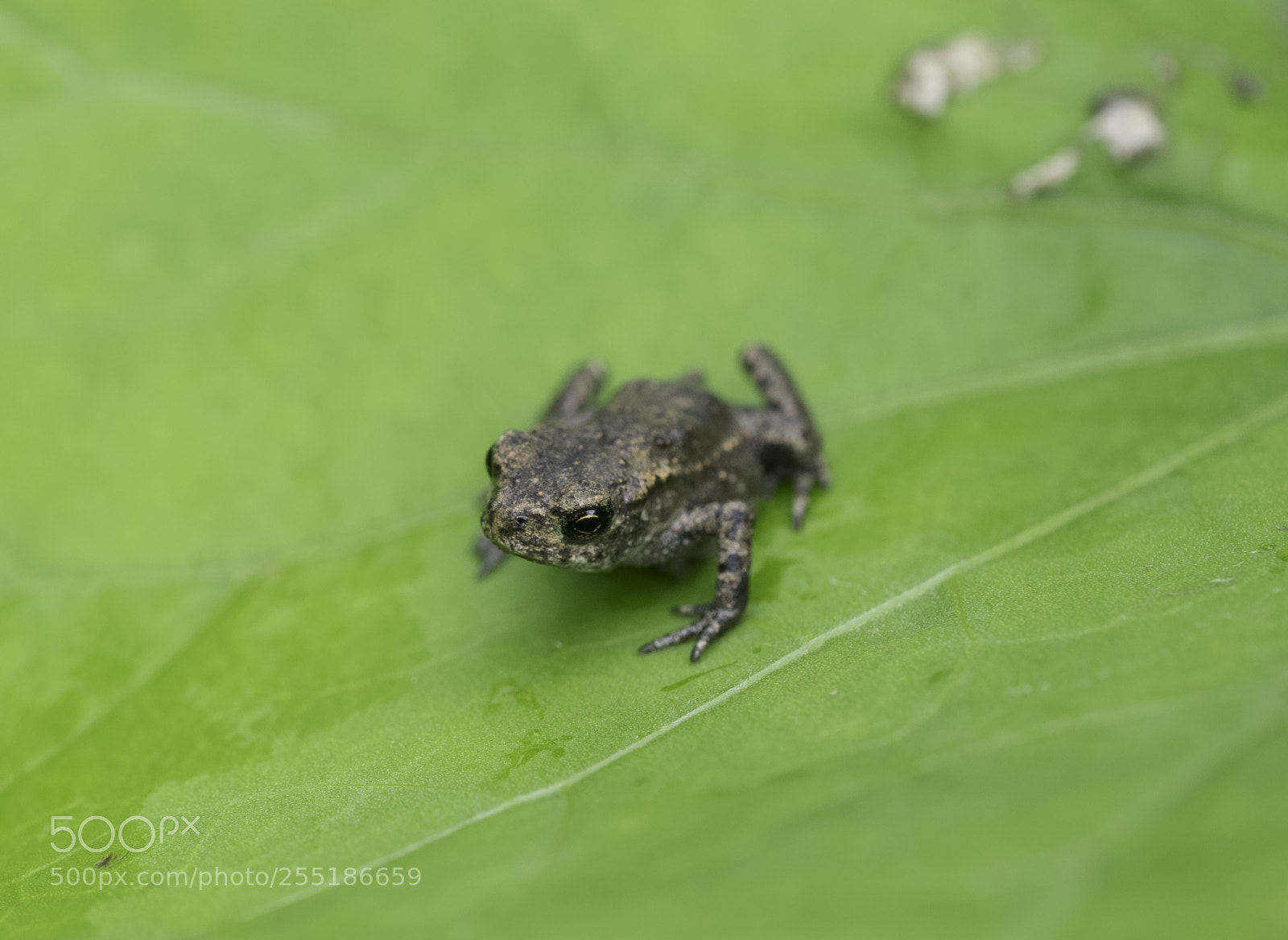Nikon D5300 sample photo. Animals photography