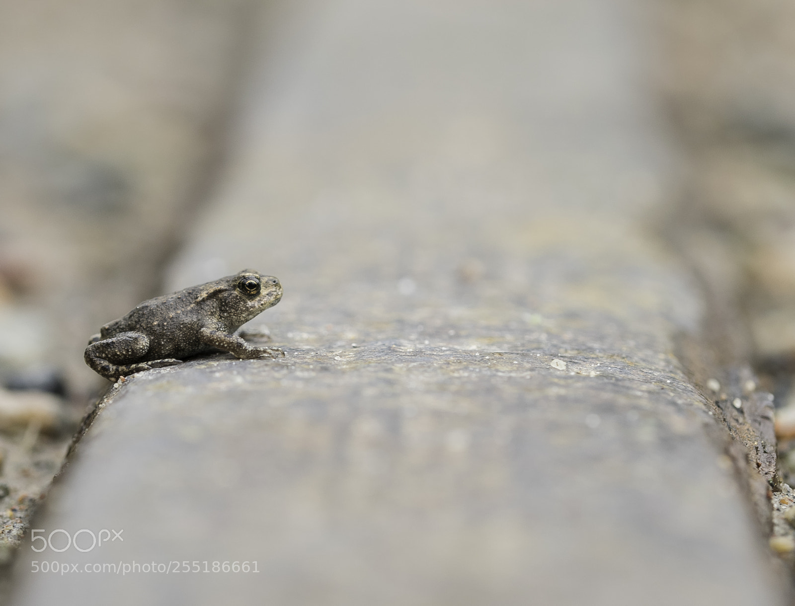 Nikon D5300 sample photo. Animals photography