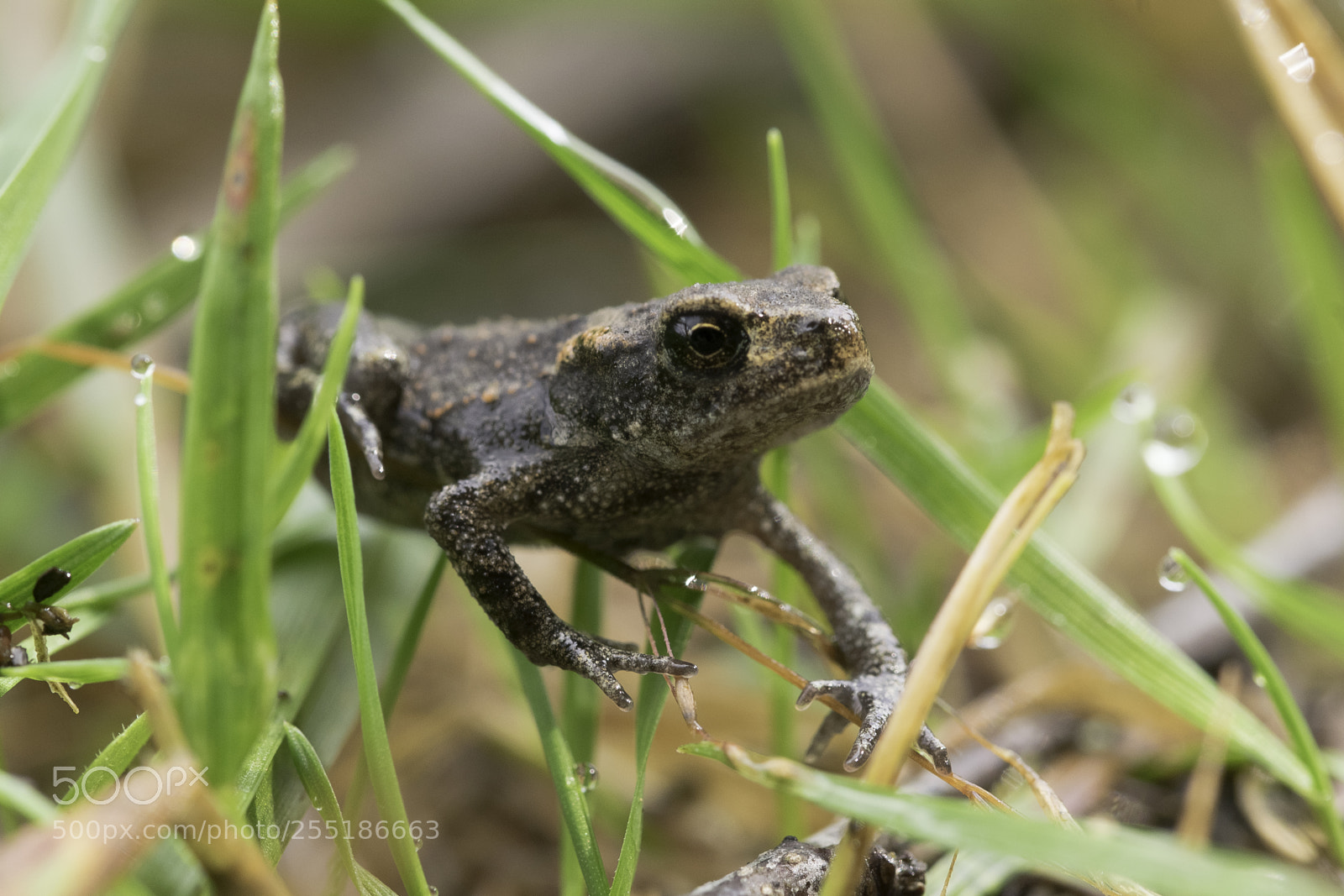 Nikon D5300 sample photo. Animals photography