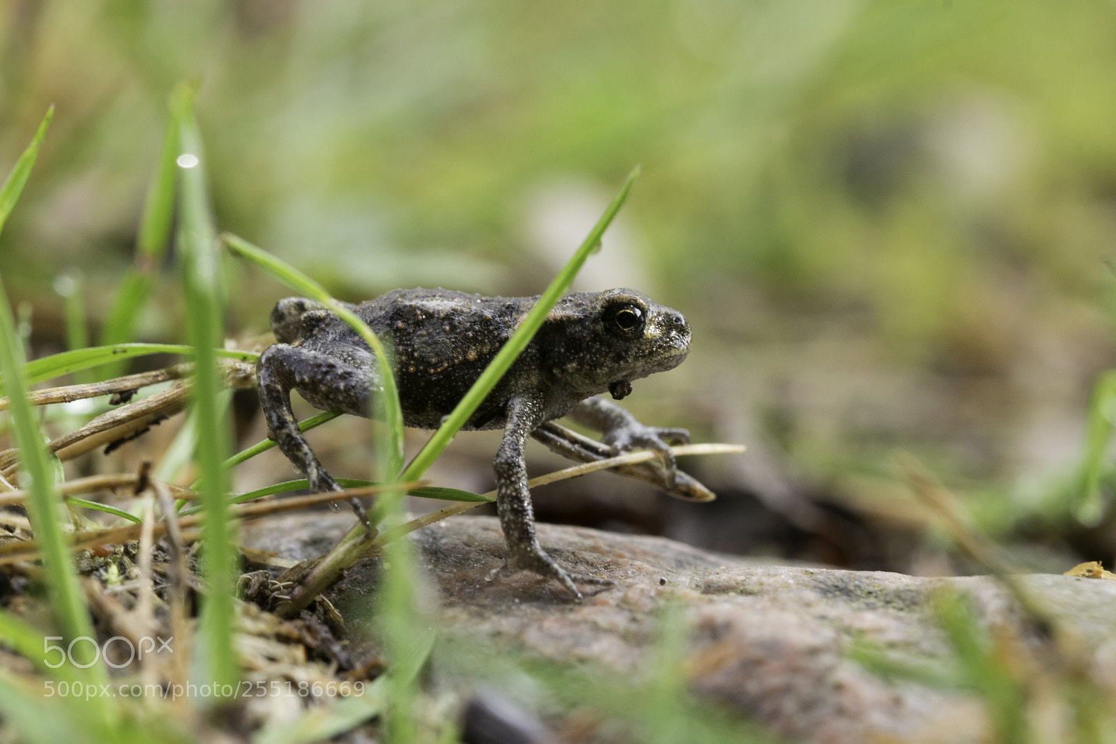 Nikon D5300 sample photo. Animals photography