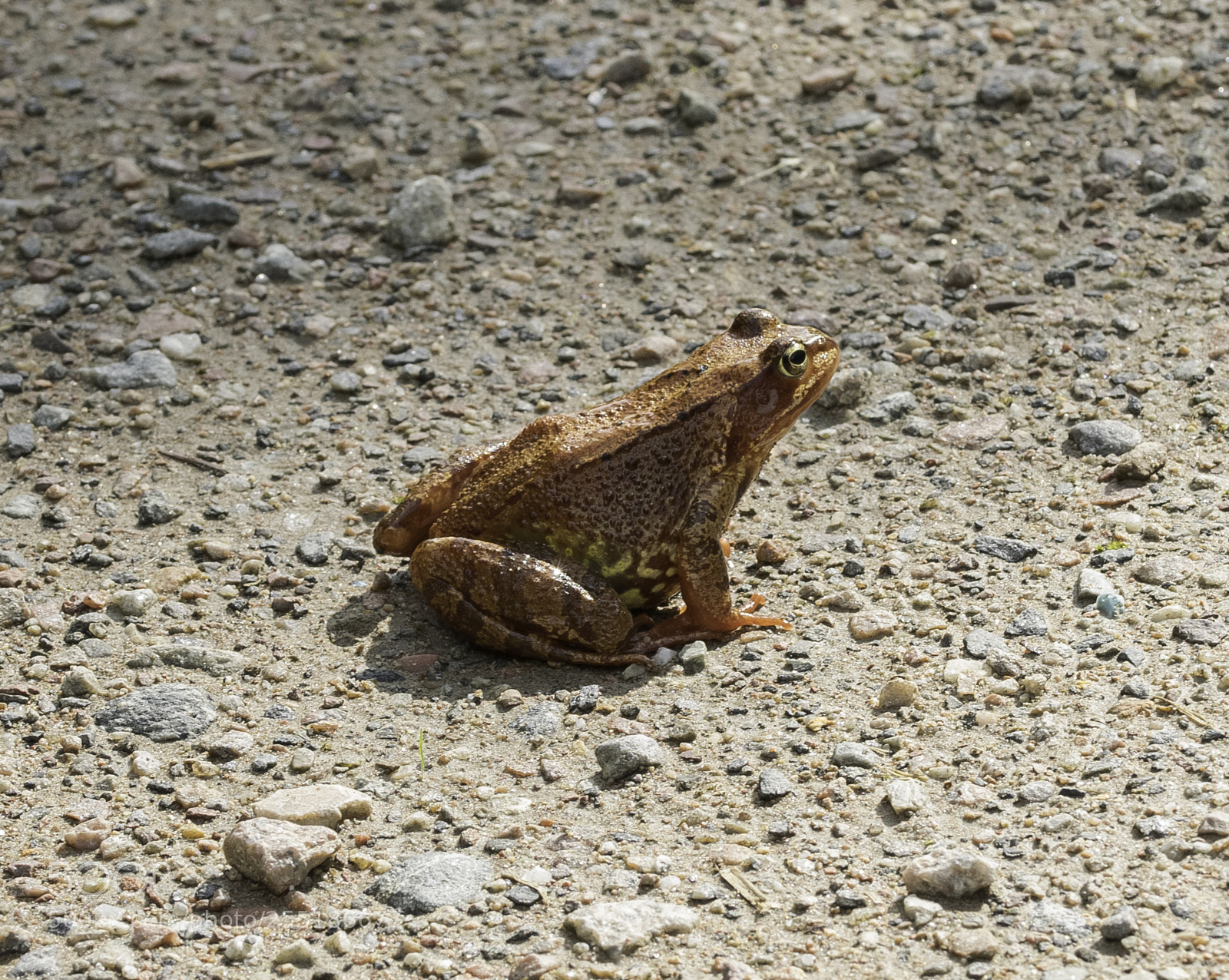 Nikon D5300 sample photo. Animals photography