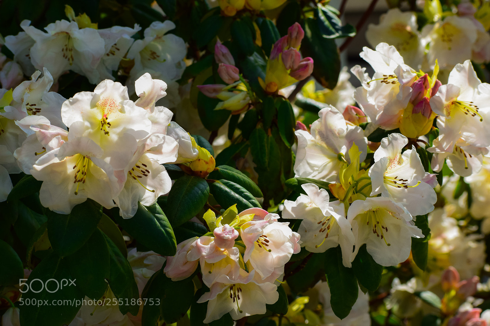 Nikon D3300 sample photo. Rhododendron photography