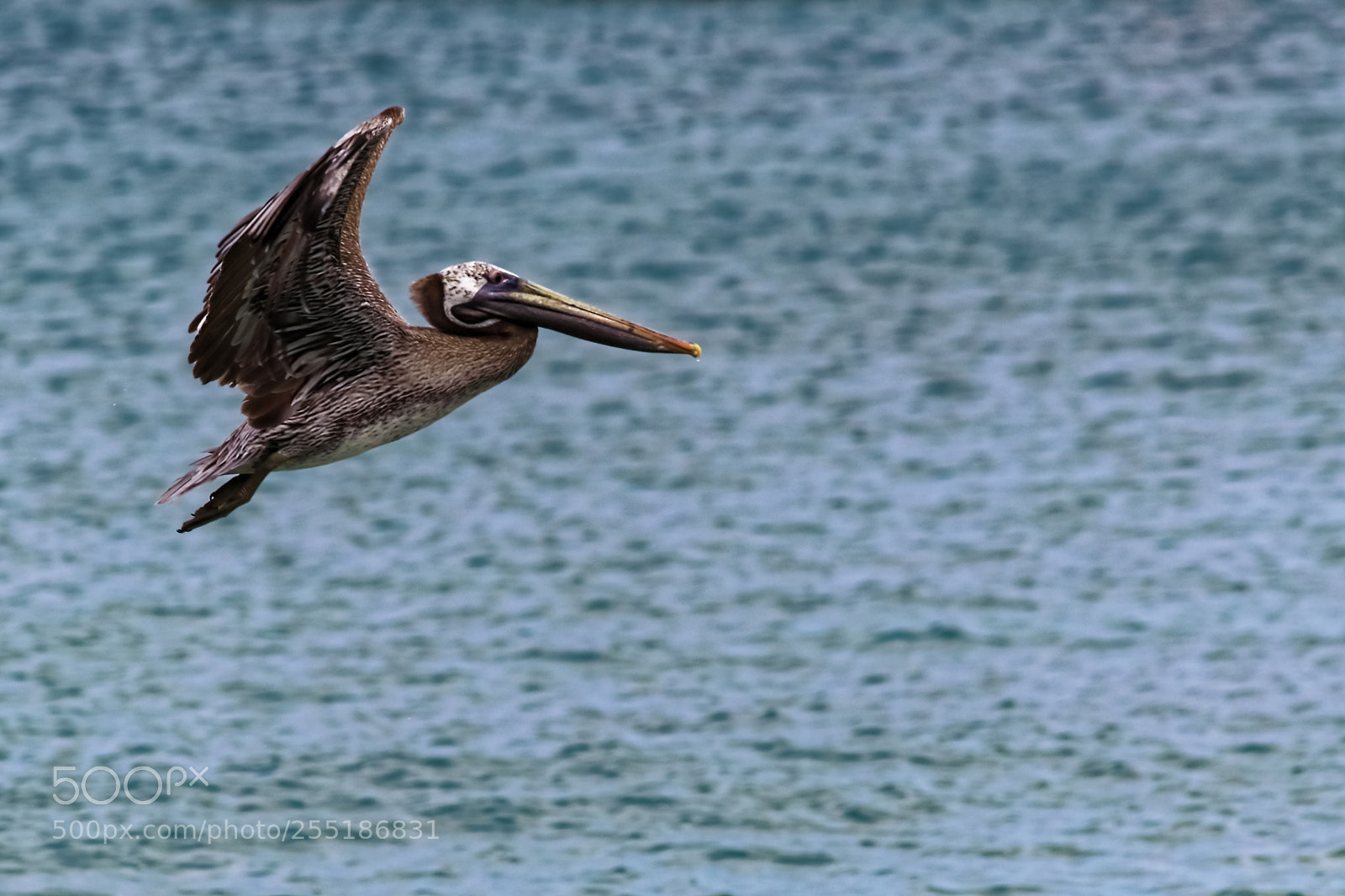 Canon EOS 80D sample photo. Pelican flight photography