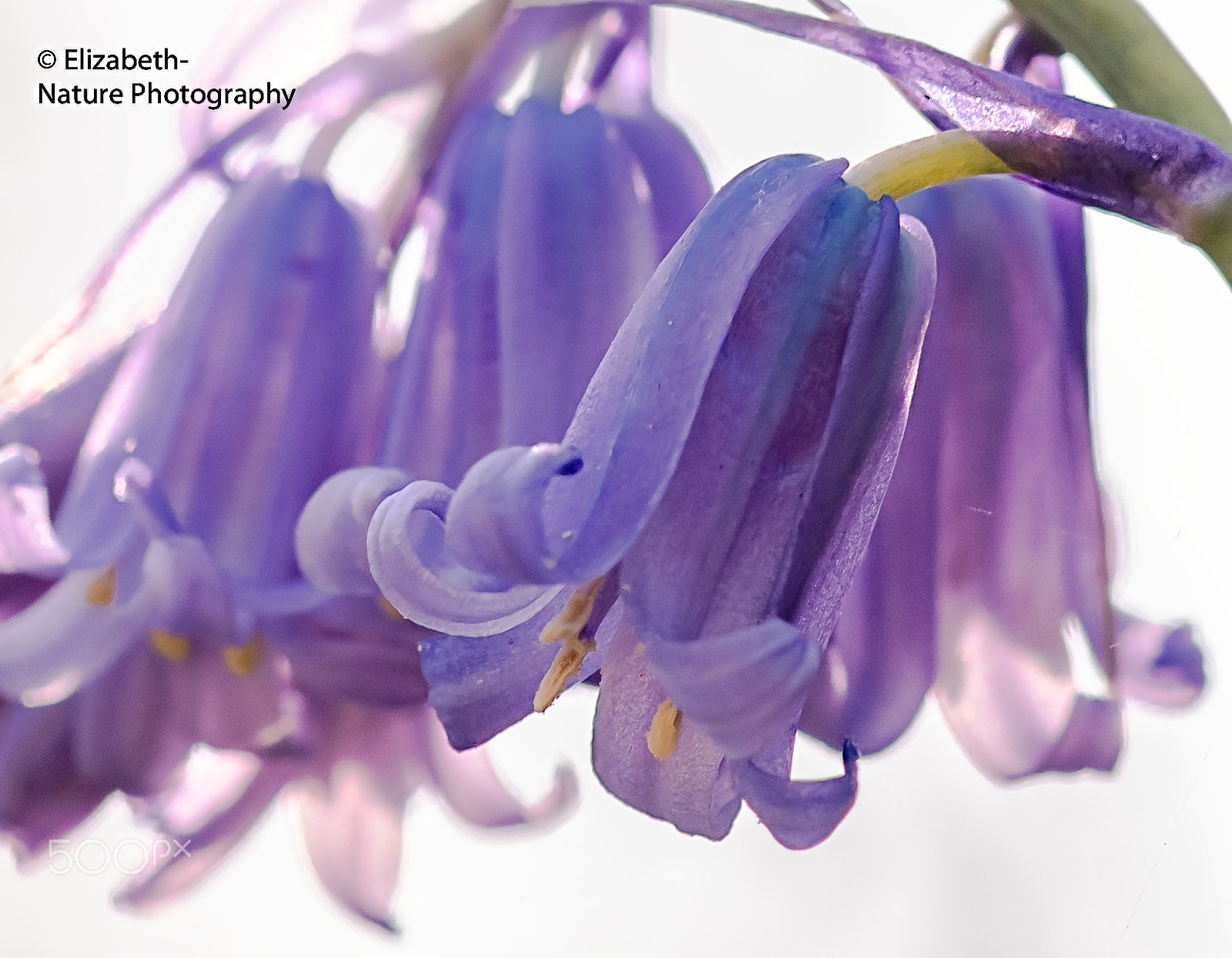 Nikon D500 + Sigma 105mm F2.8 EX DG OS HSM sample photo. Wildrijk; wild hyacinths with high key photography