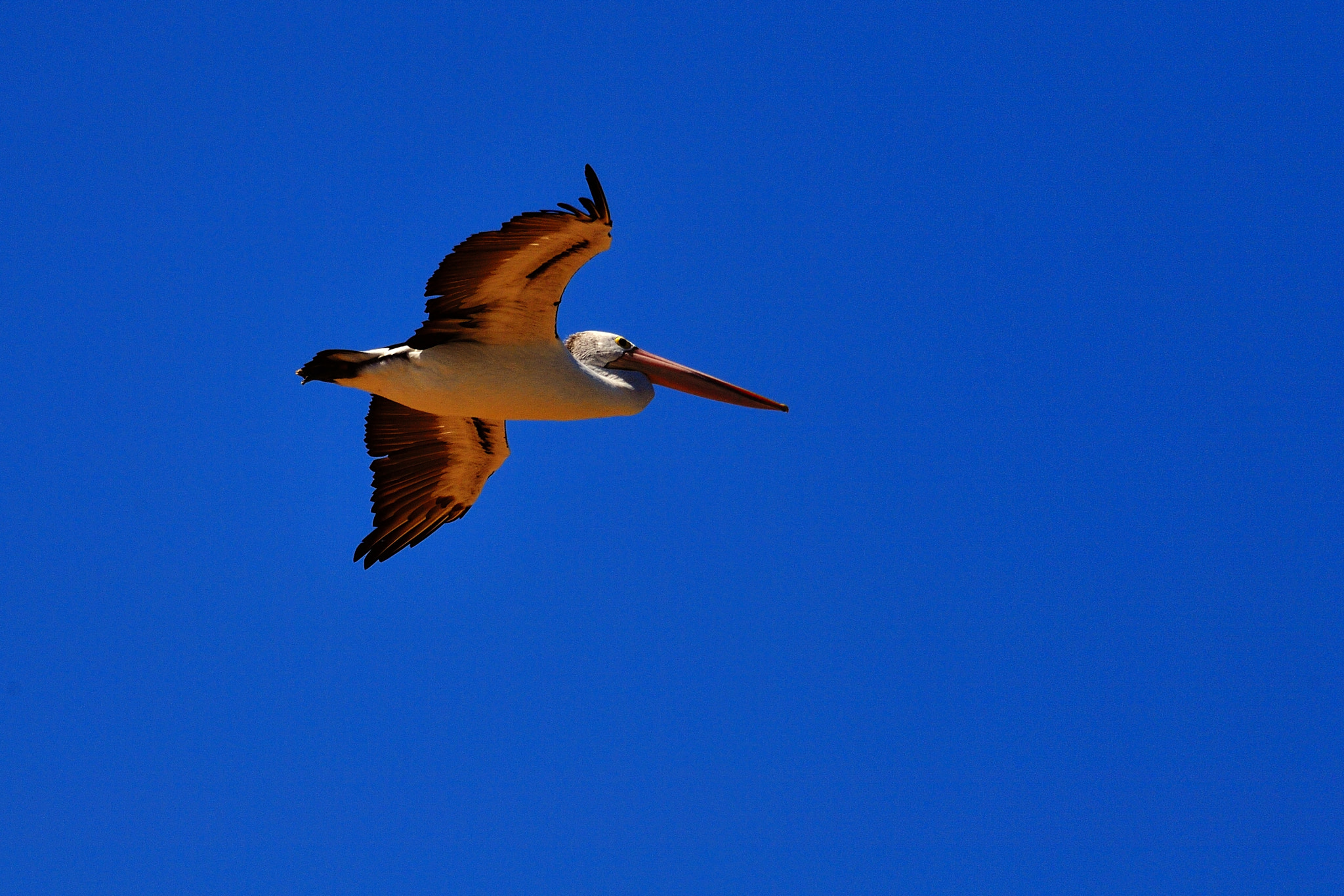 Nikon D5 sample photo. Glide photography