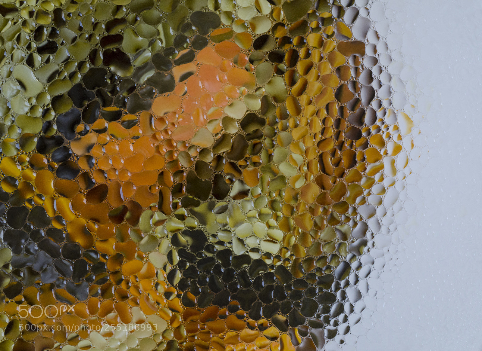 Nikon D7000 sample photo. Cellophane photography