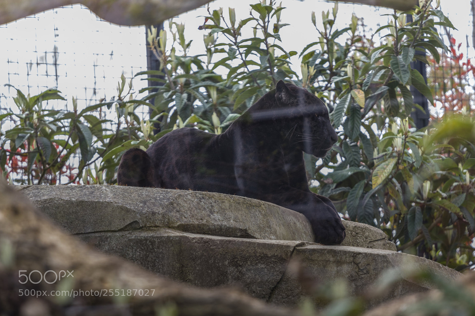 Canon EOS 550D (EOS Rebel T2i / EOS Kiss X4) sample photo. Vincennes - black panther photography