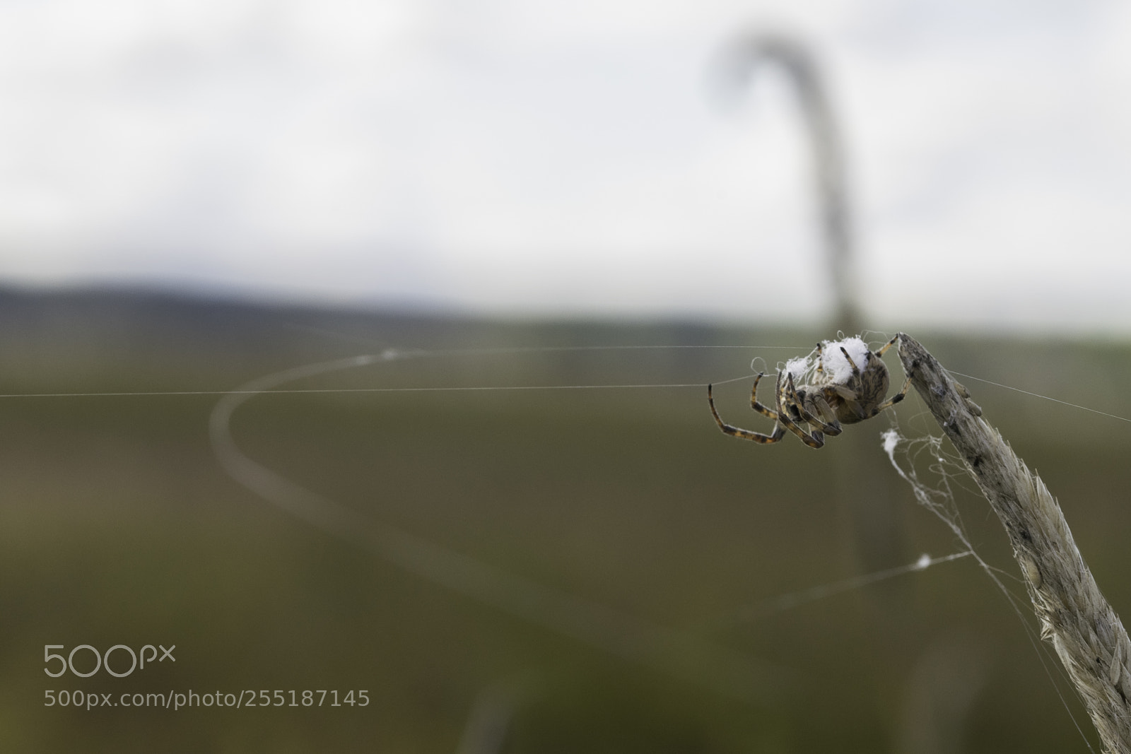 Nikon D5300 sample photo. Spider photography