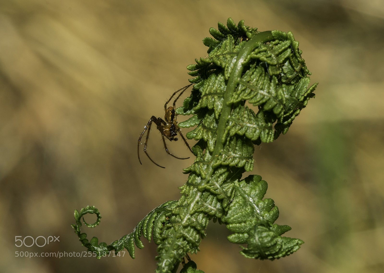 Nikon D5300 sample photo. Spider photography