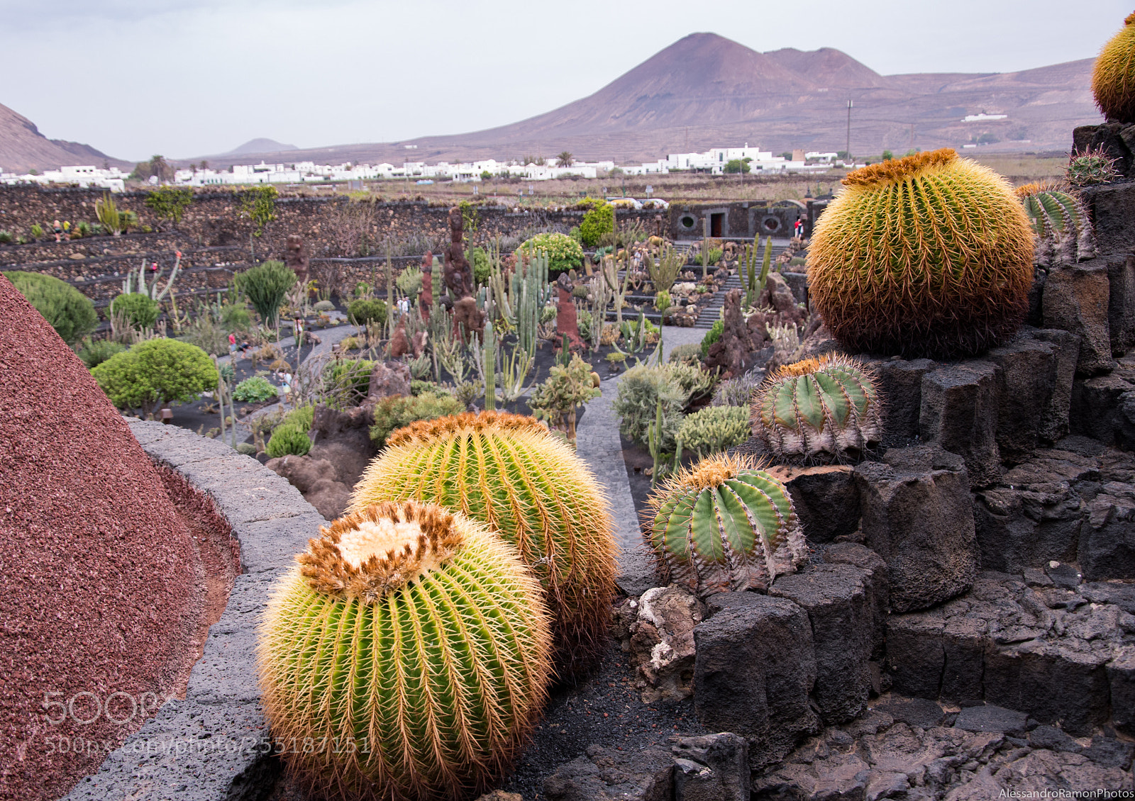 Nikon D5500 sample photo. Cactus garden photography