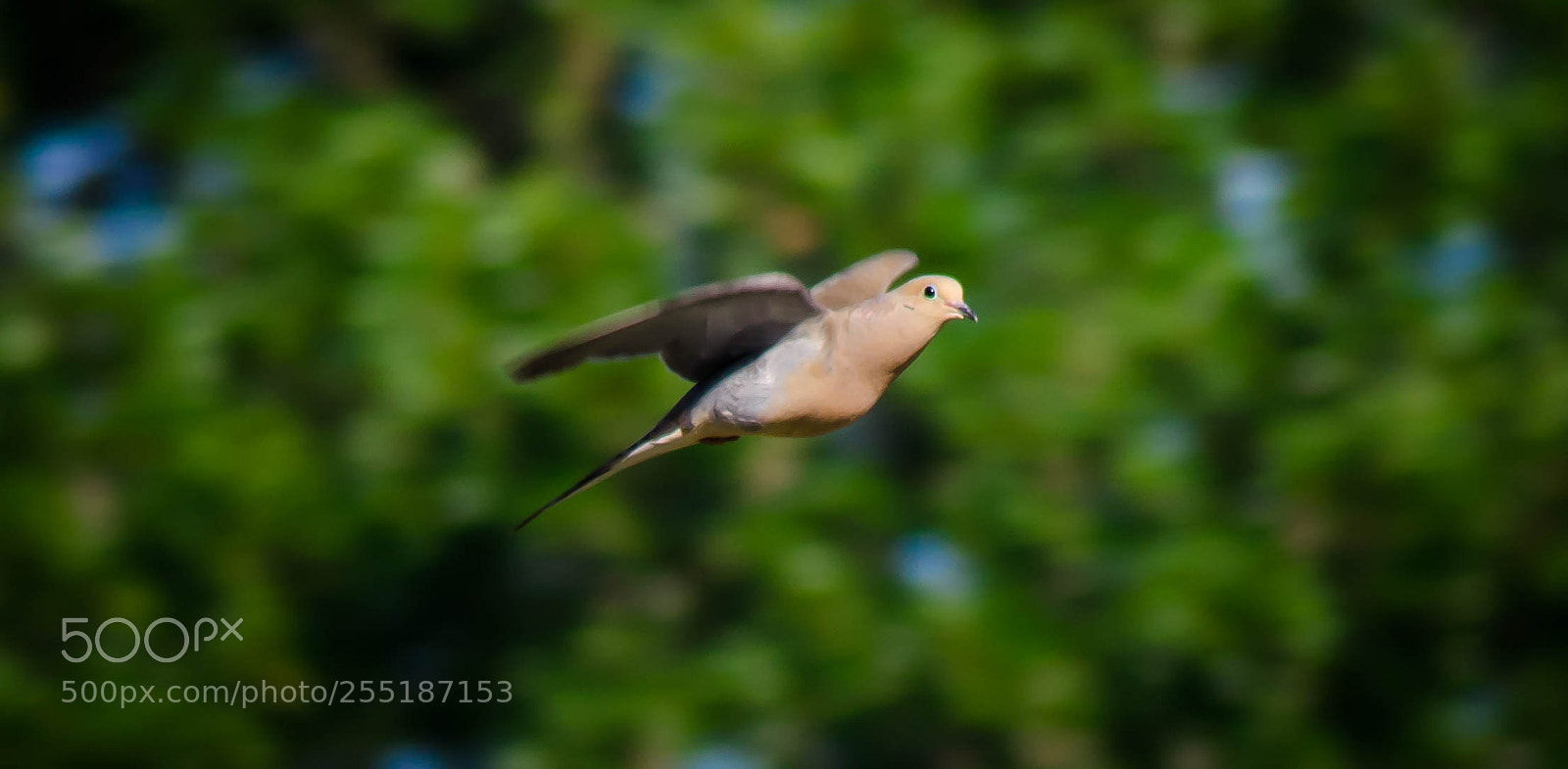 Nikon D7000 sample photo. Bird flying photography