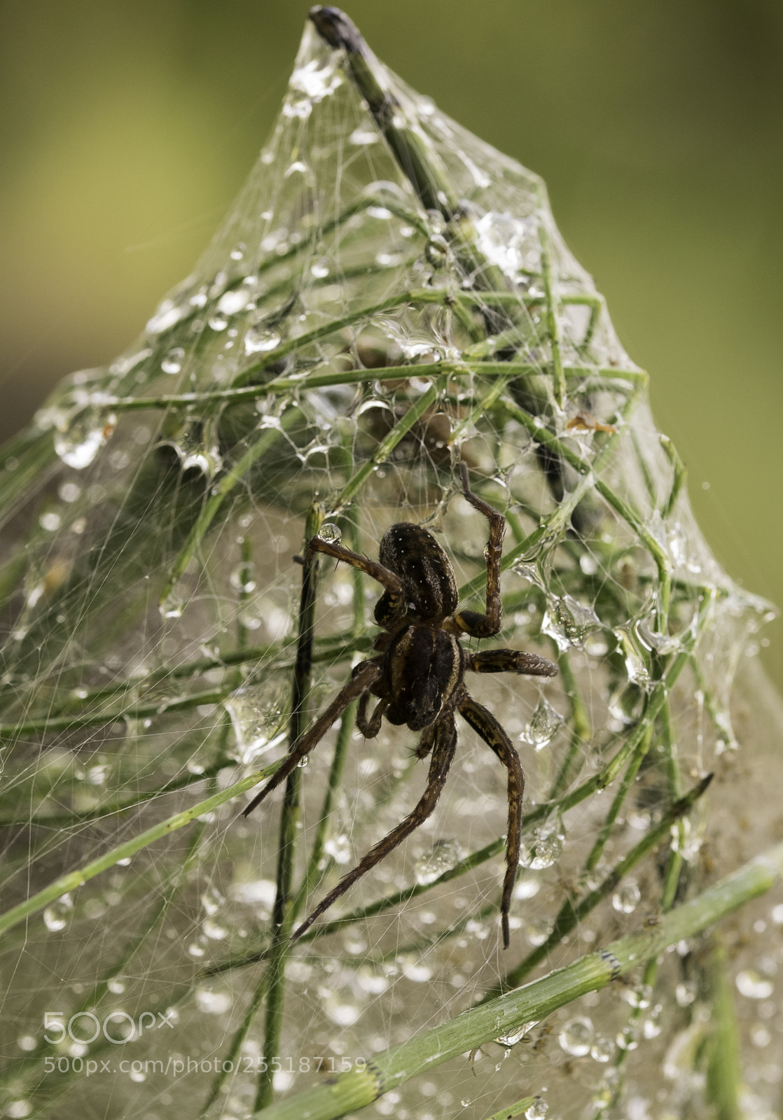 Nikon D5300 sample photo. Spider photography