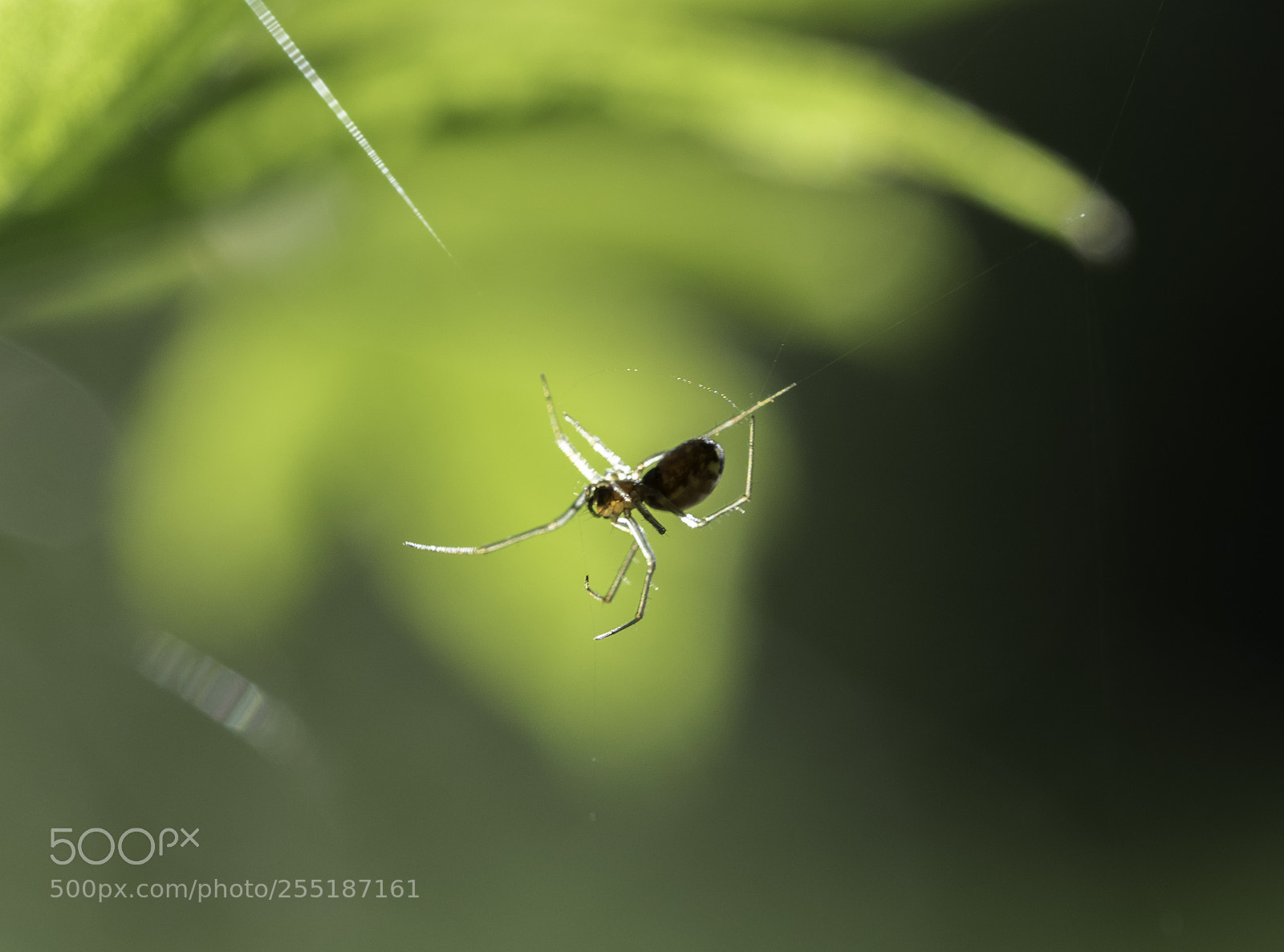 Nikon D5300 sample photo. Spider photography