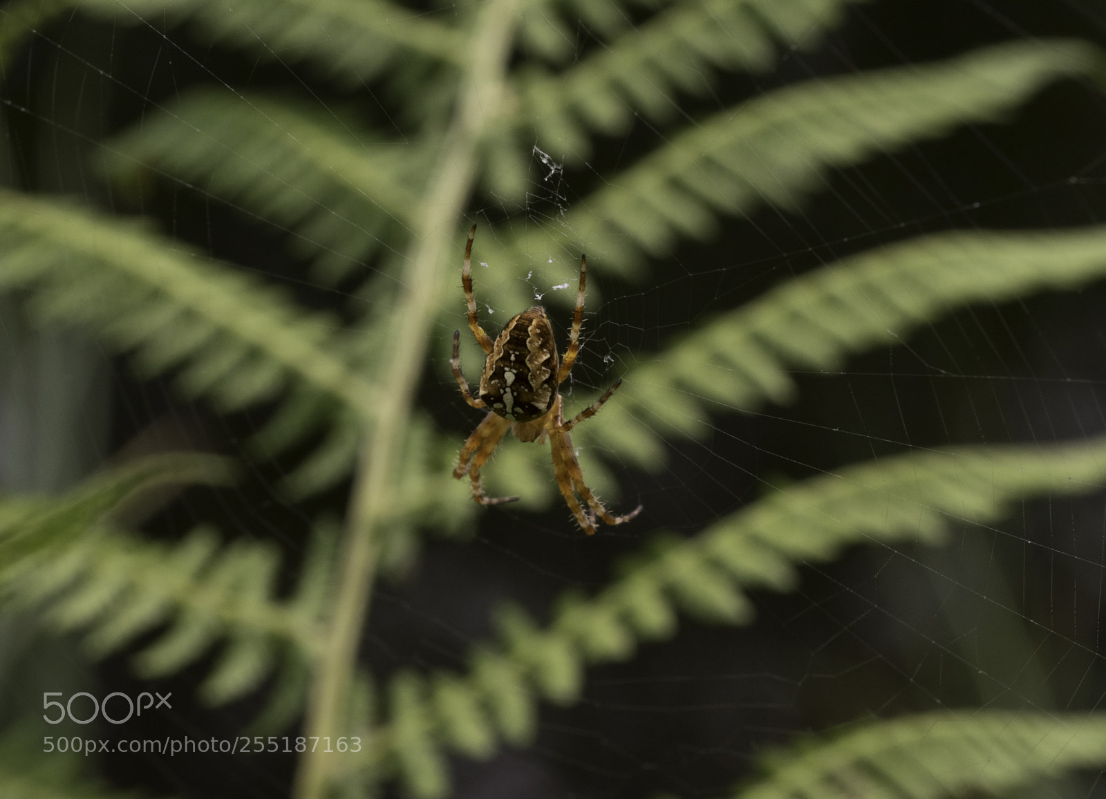 Nikon D5300 sample photo. Spider photography