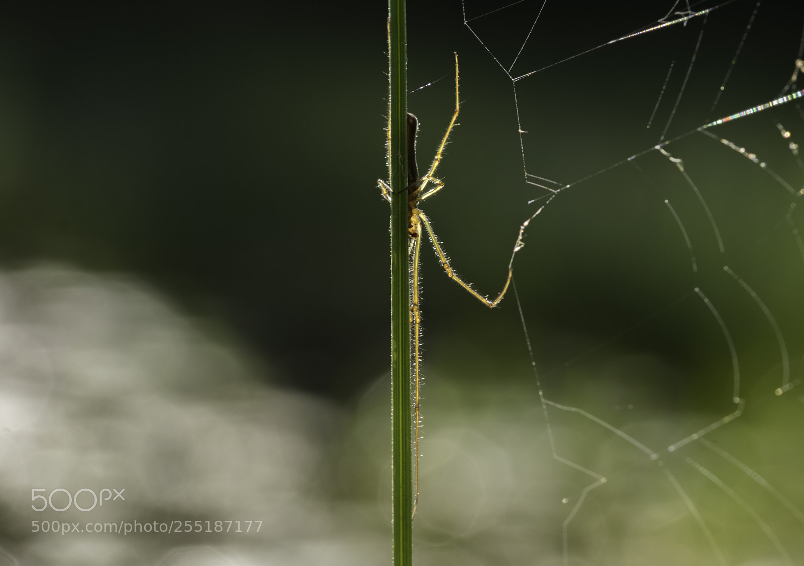 Nikon D5300 sample photo. Spider photography