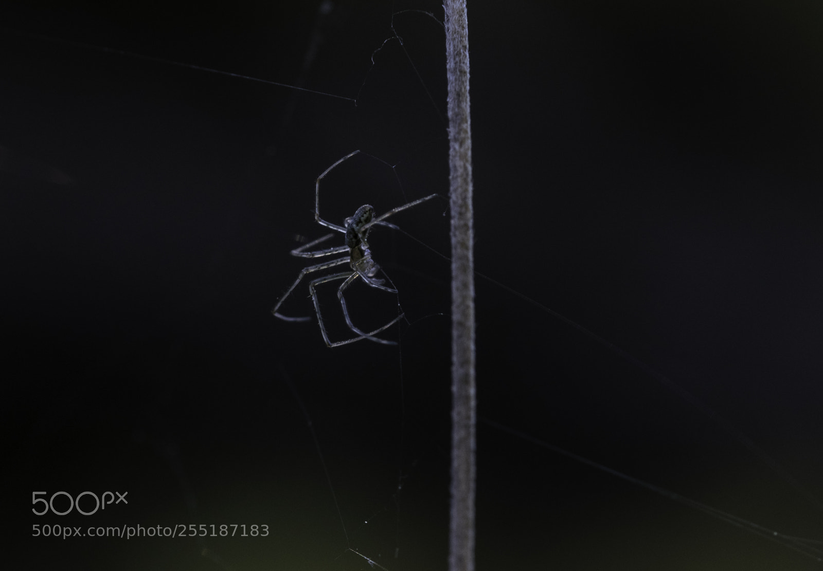 Nikon D5300 sample photo. Spider photography