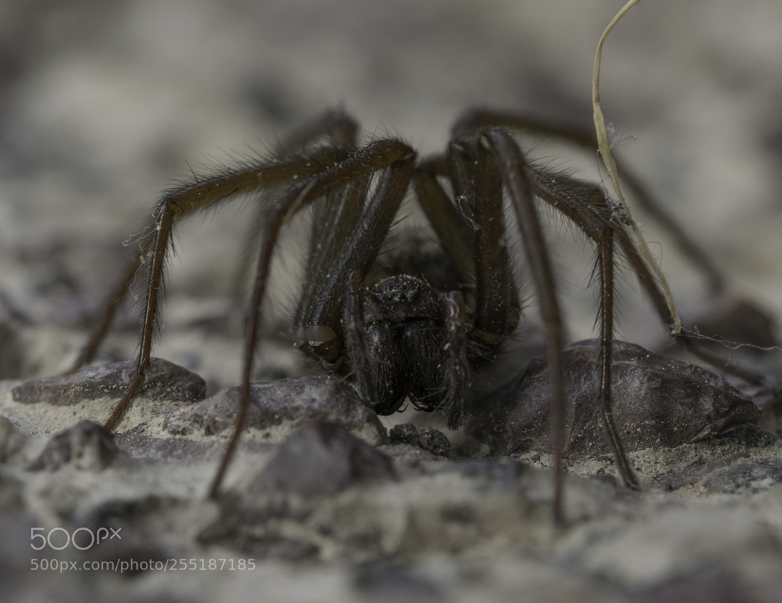 Nikon D5300 sample photo. Spider photography