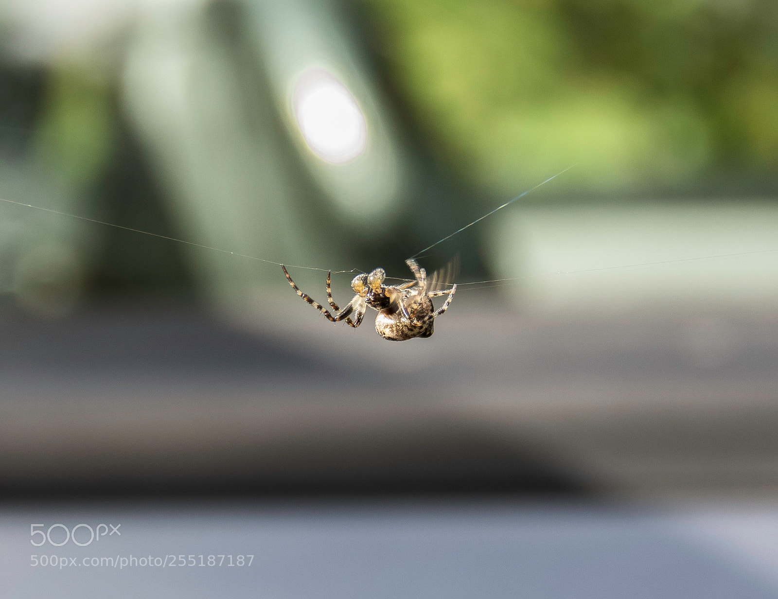 Canon PowerShot SX60 HS sample photo. Spider photography