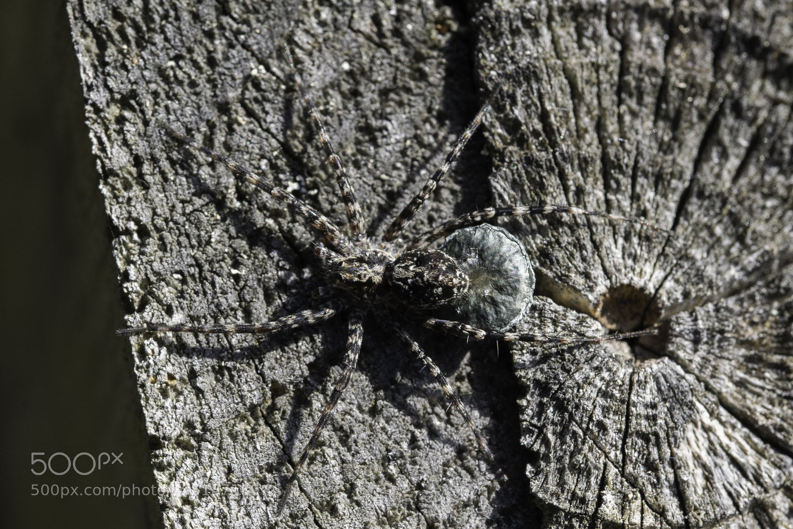 Nikon D5300 sample photo. Spider photography
