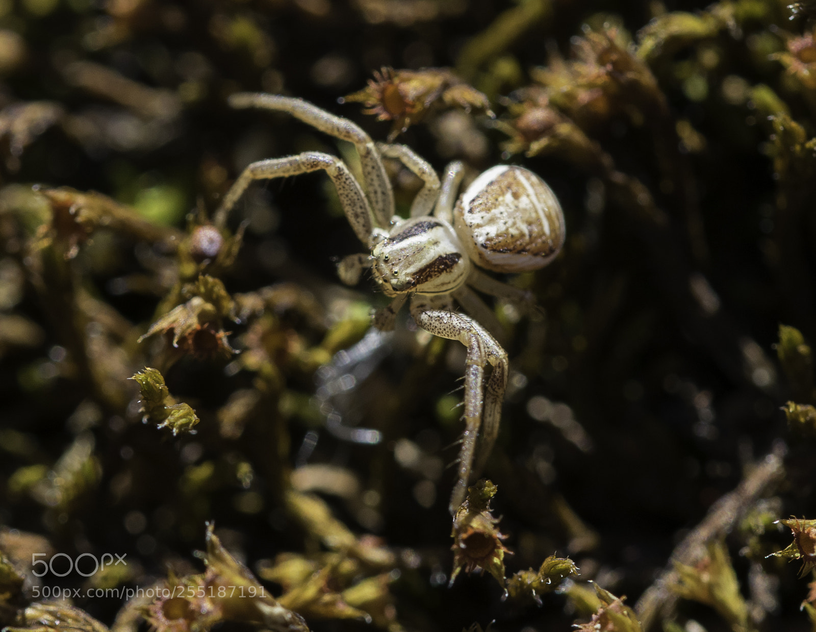 Nikon D5300 sample photo. Spider photography