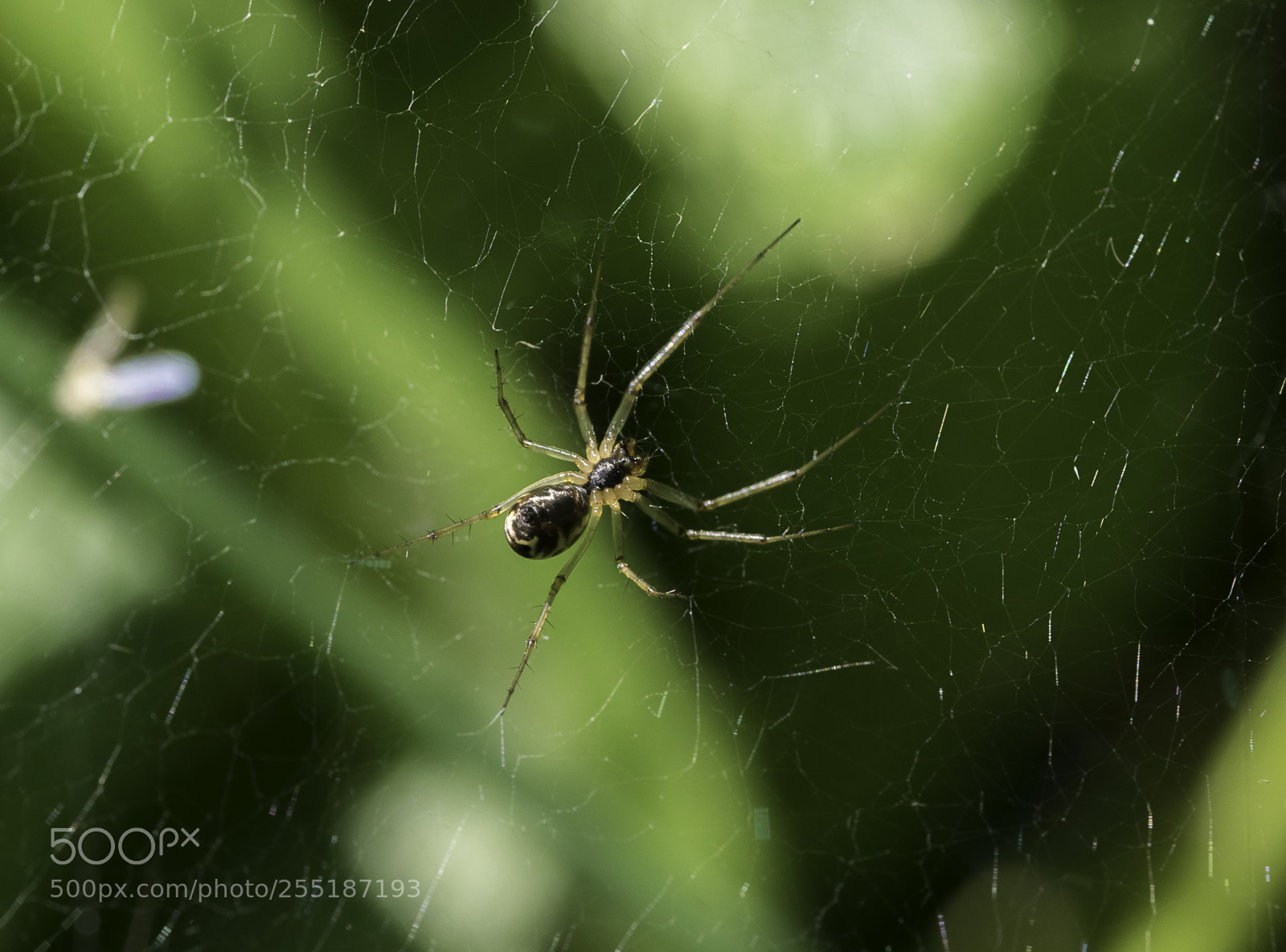 Nikon D5300 sample photo. Spider photography