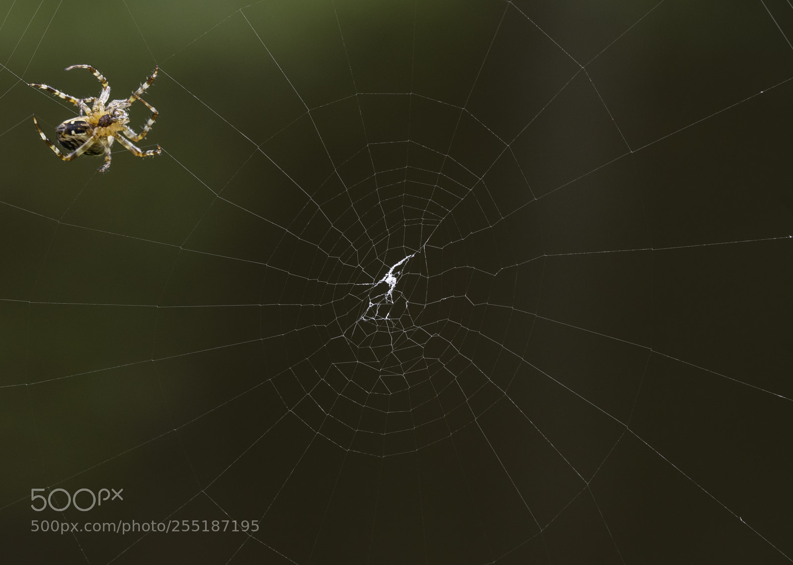 Nikon D5300 sample photo. Spider photography