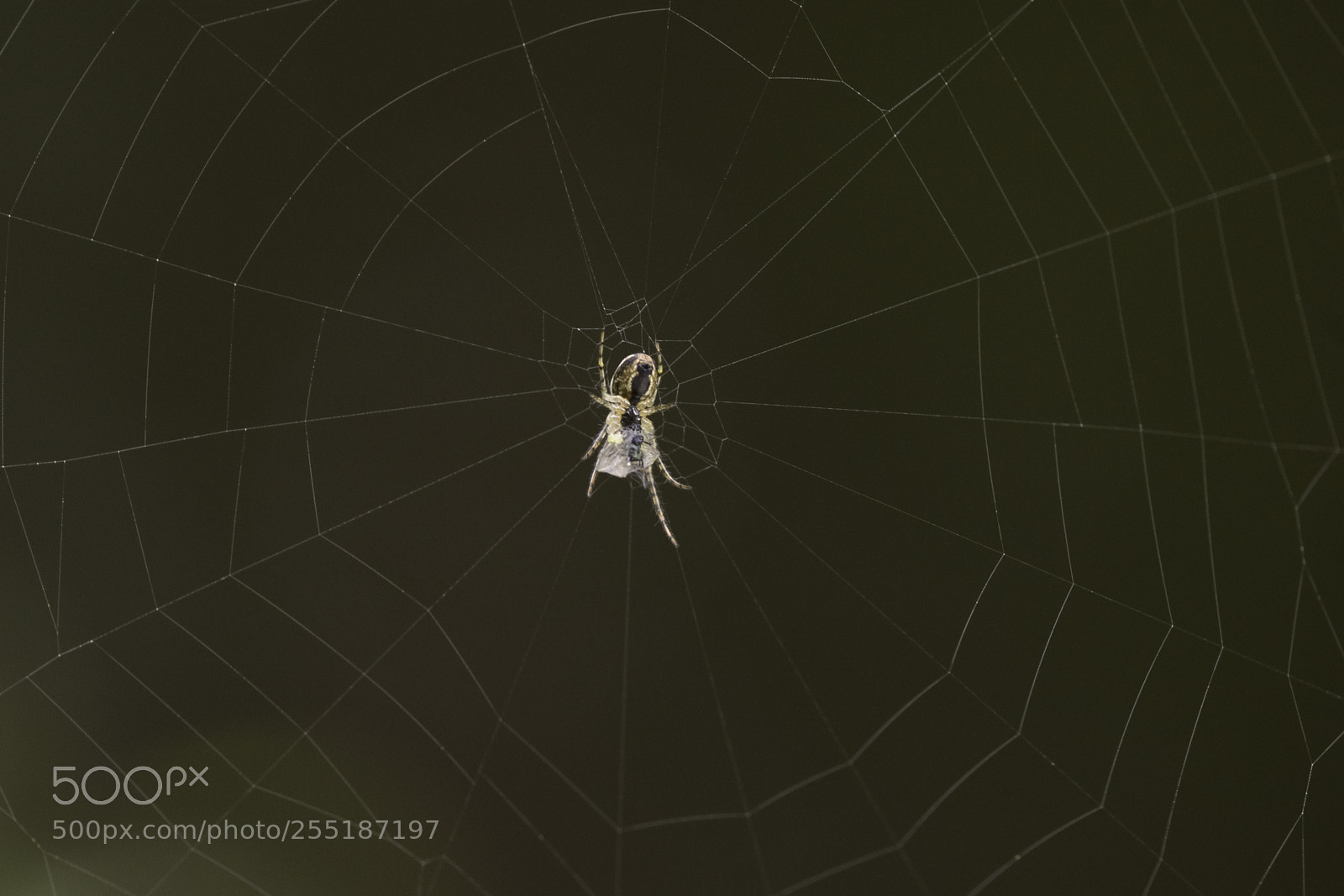Nikon D5300 sample photo. Spider photography
