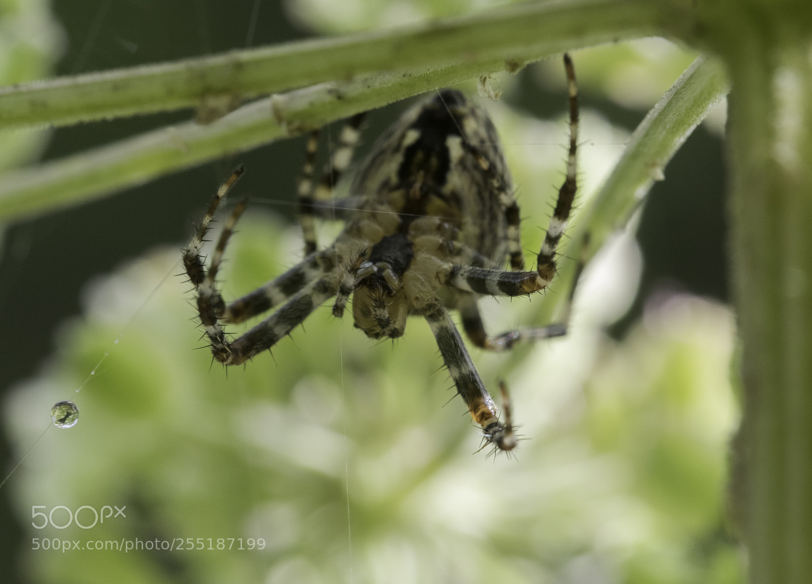 Nikon D5300 sample photo. Spider photography