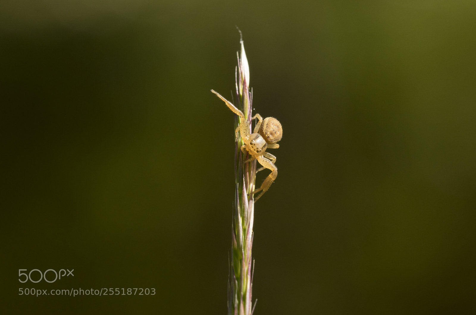 Nikon D5300 sample photo. Spider photography