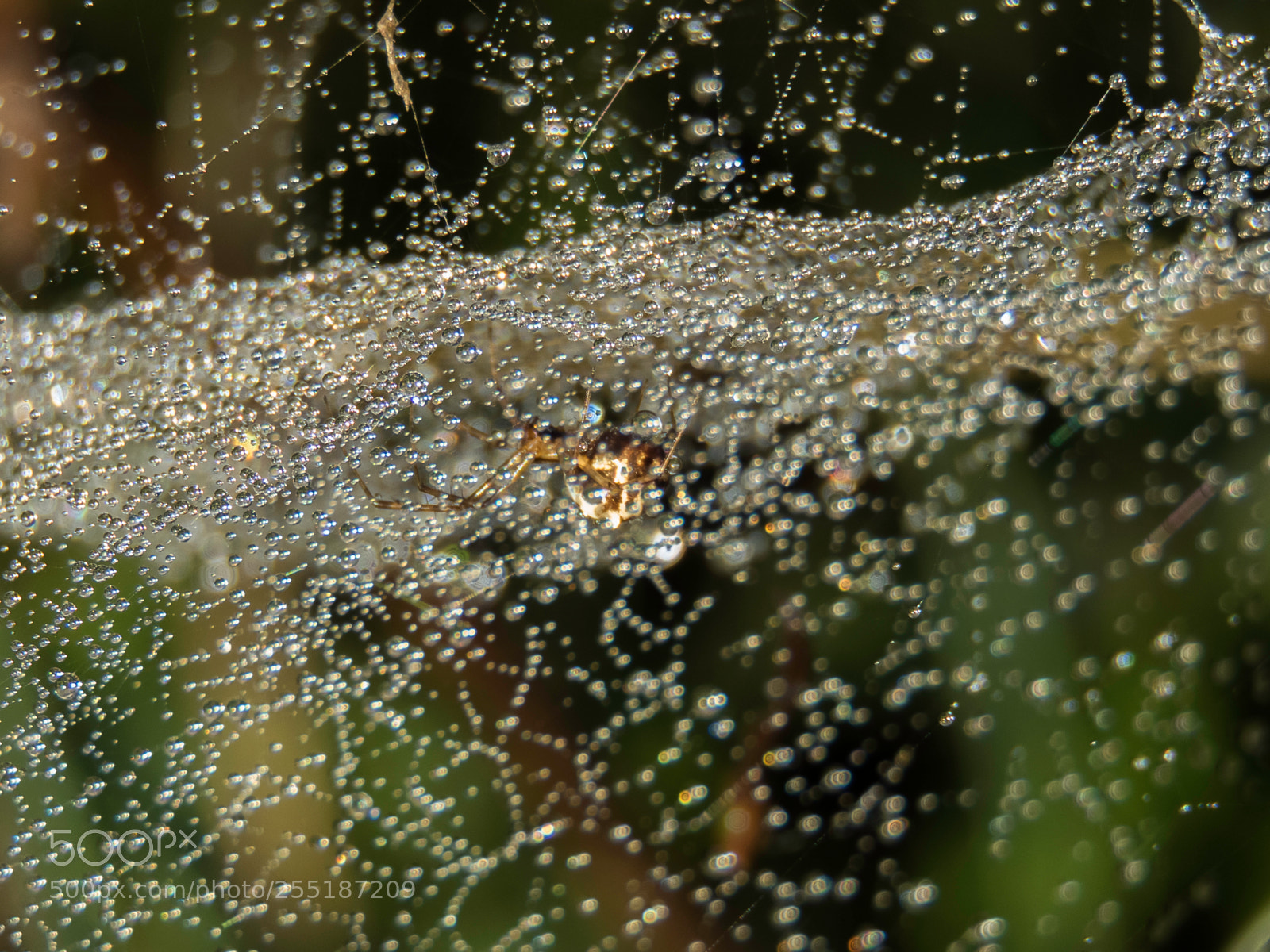 Canon PowerShot SX60 HS sample photo. Spider photography