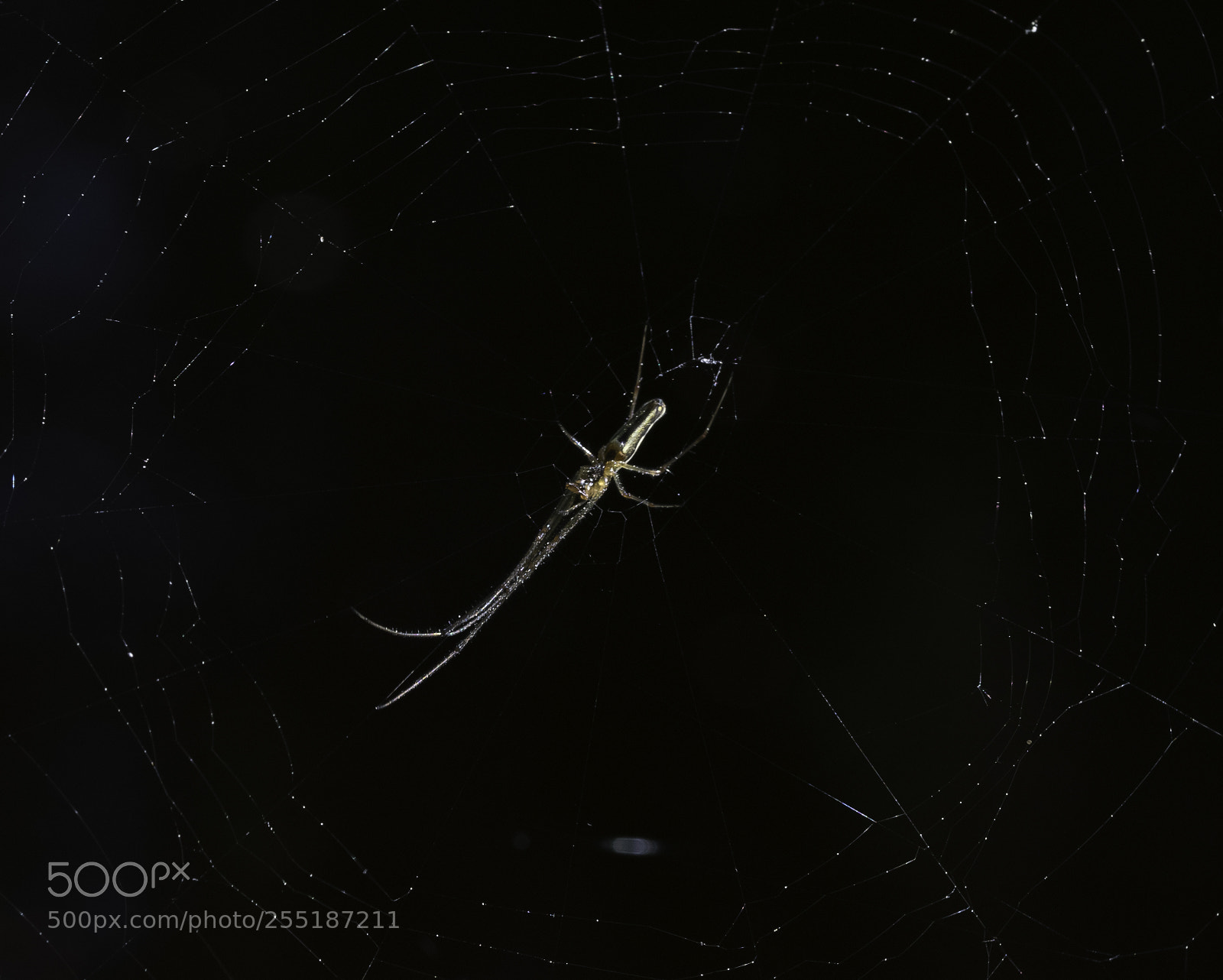 Nikon D5300 sample photo. Spider photography