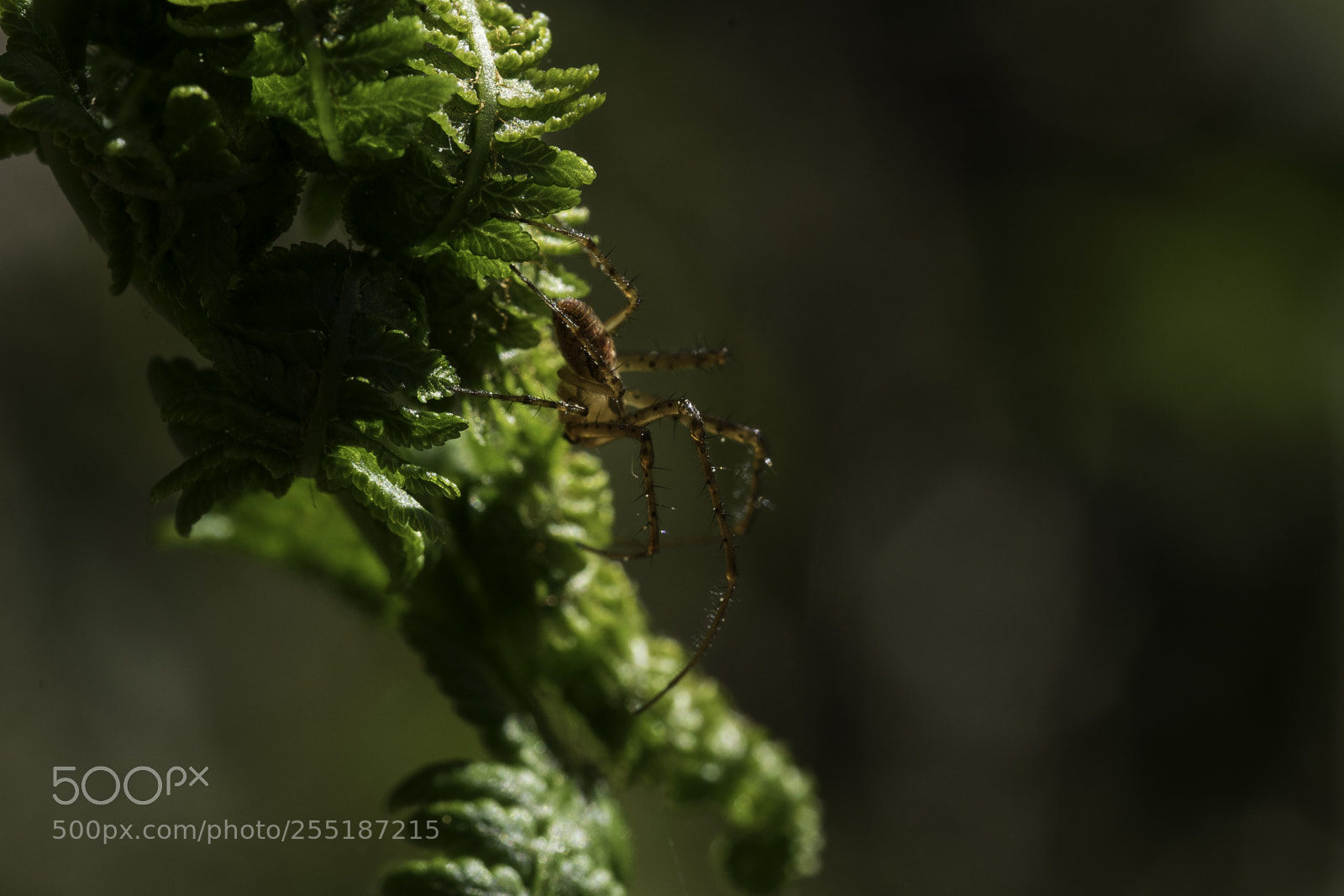 Nikon D5300 sample photo. Spider photography