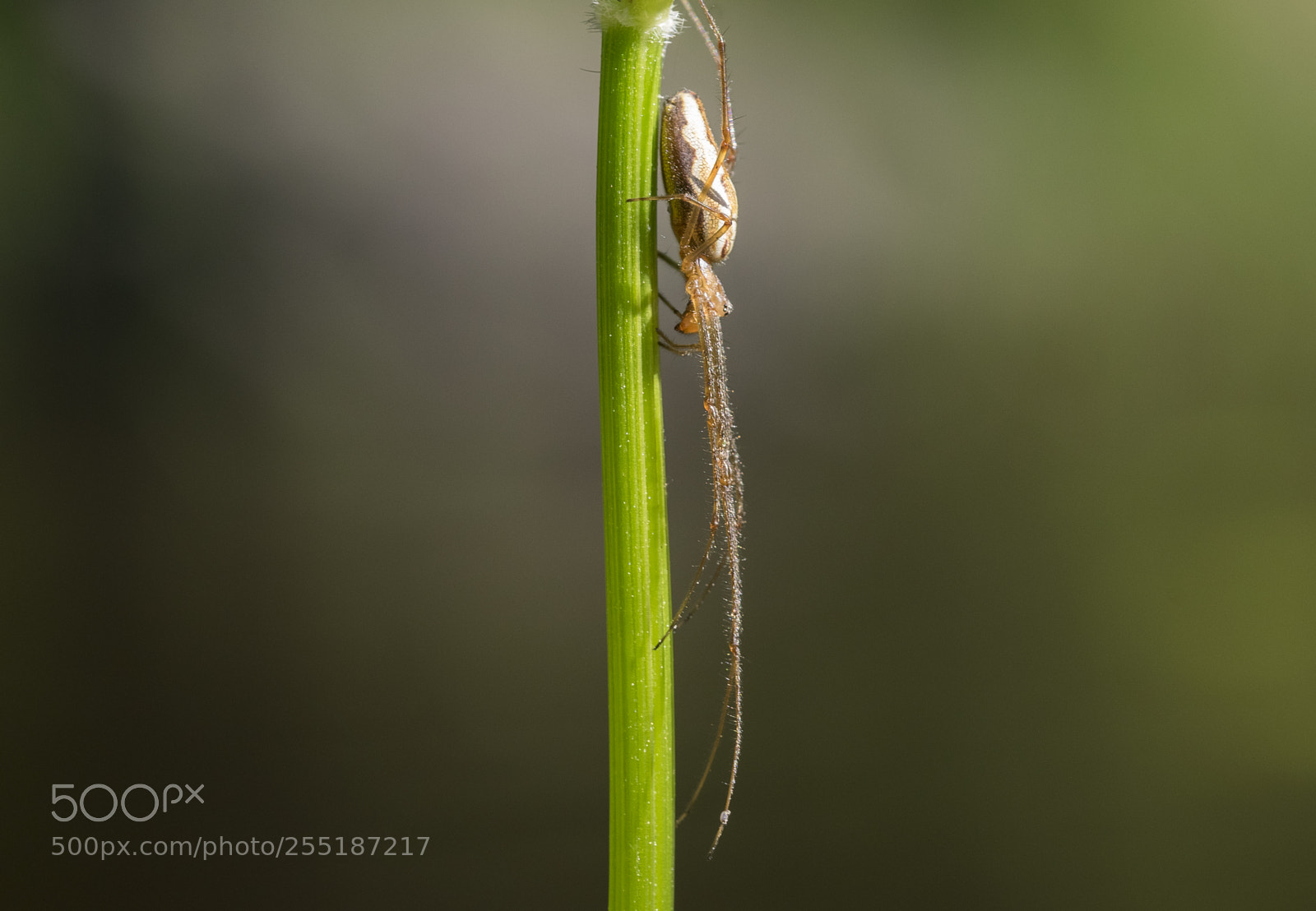 Nikon D5300 sample photo. Spider photography