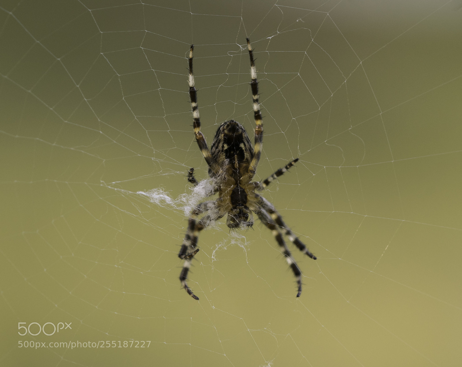 Nikon D5300 sample photo. Spider photography