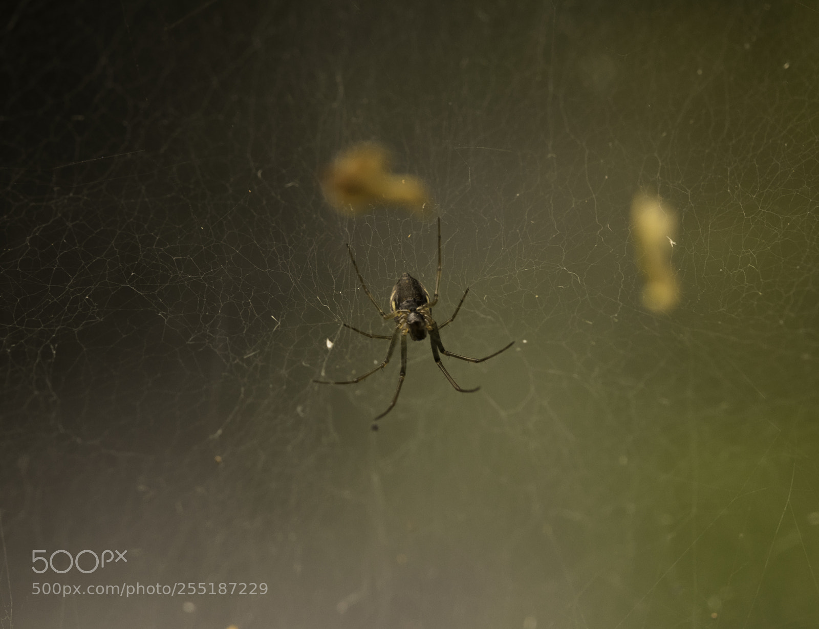 Nikon D5300 sample photo. Spider photography