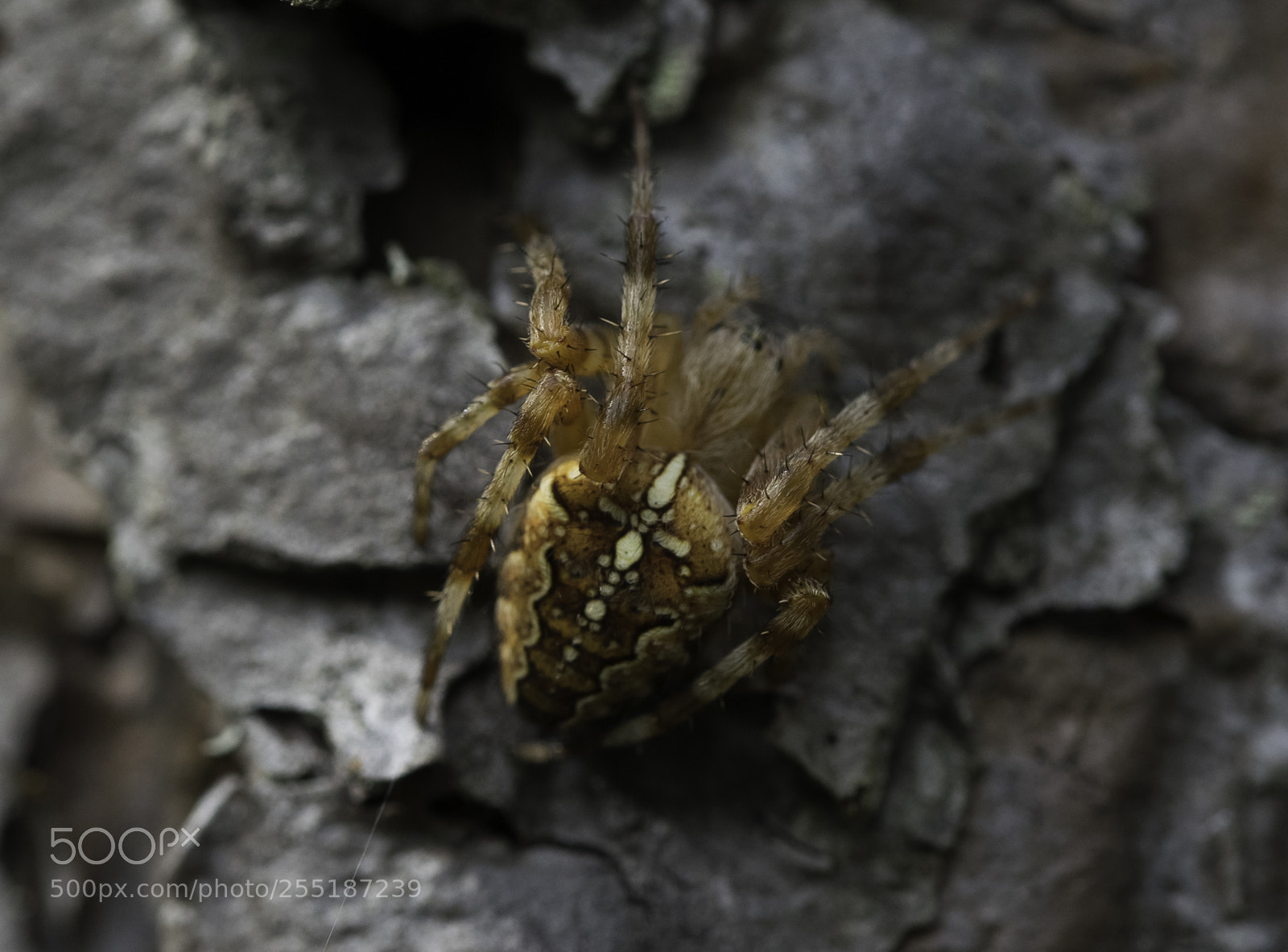 Nikon D5300 sample photo. Spider photography