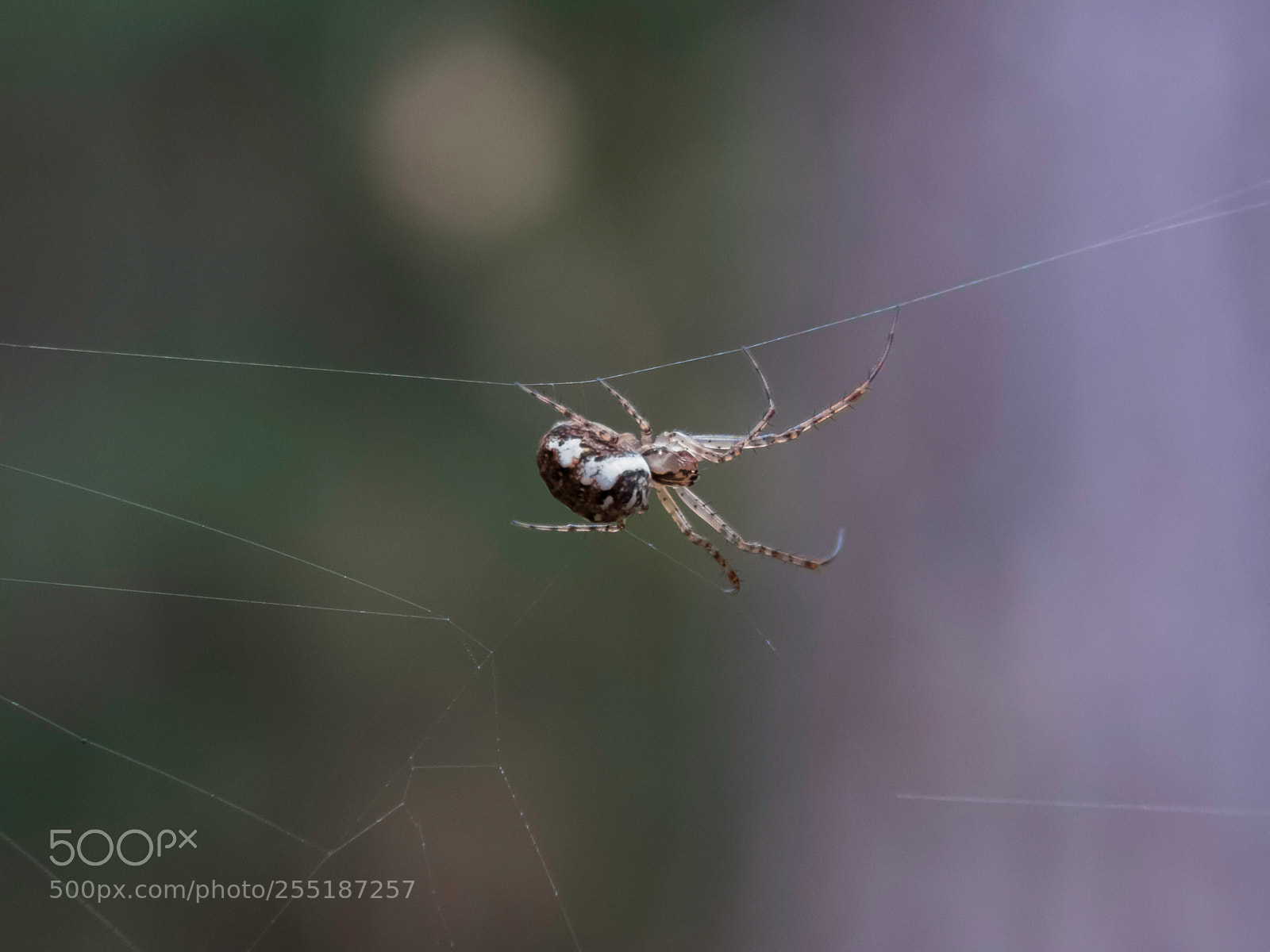 Canon PowerShot SX60 HS sample photo. Spider photography