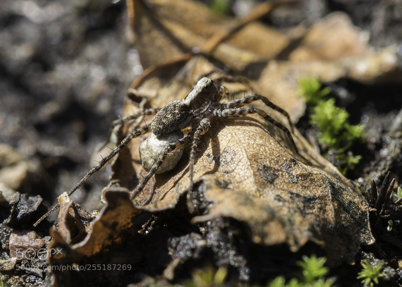 Nikon D5300 sample photo. Spider photography