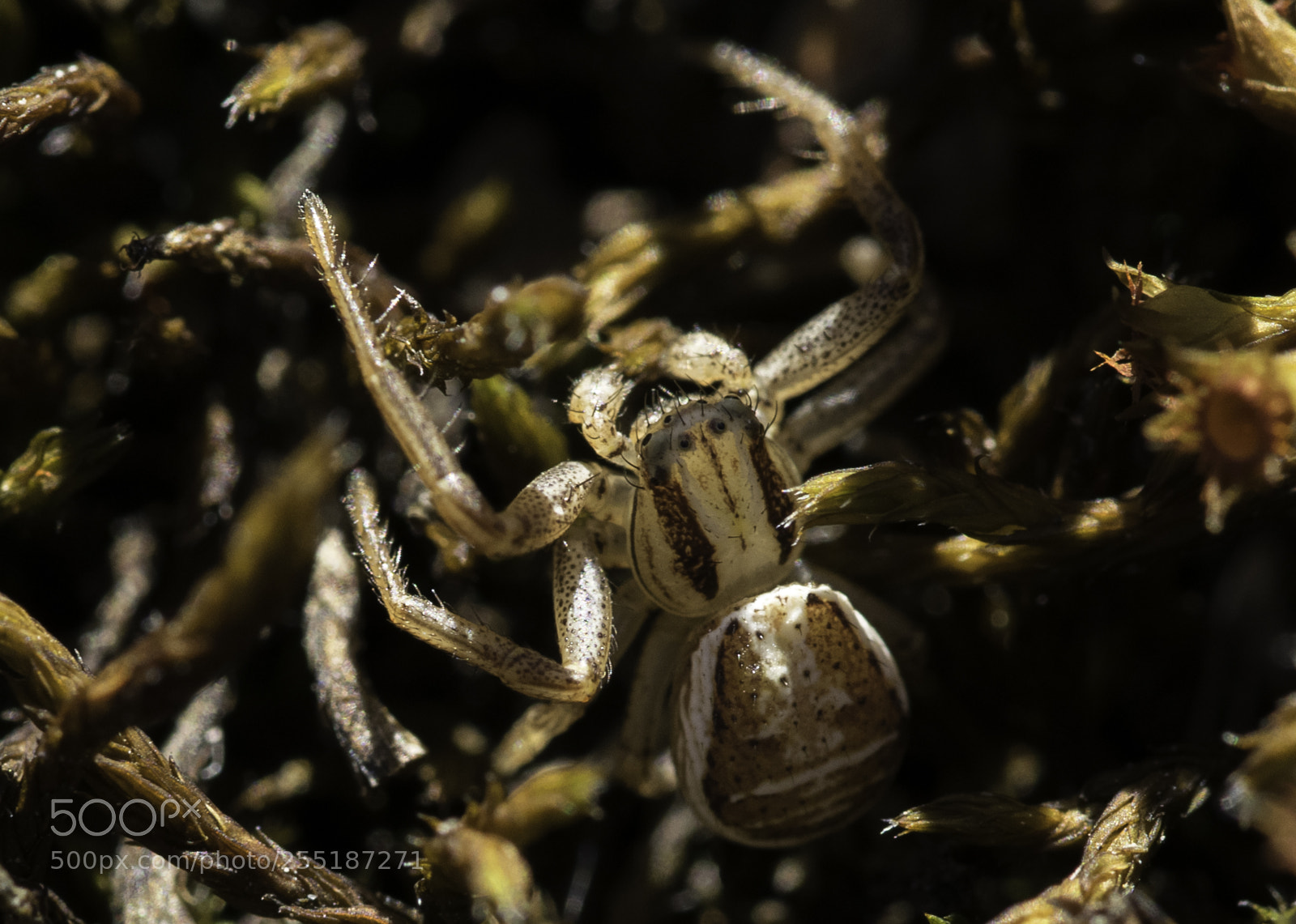 Nikon D5300 sample photo. Spider photography