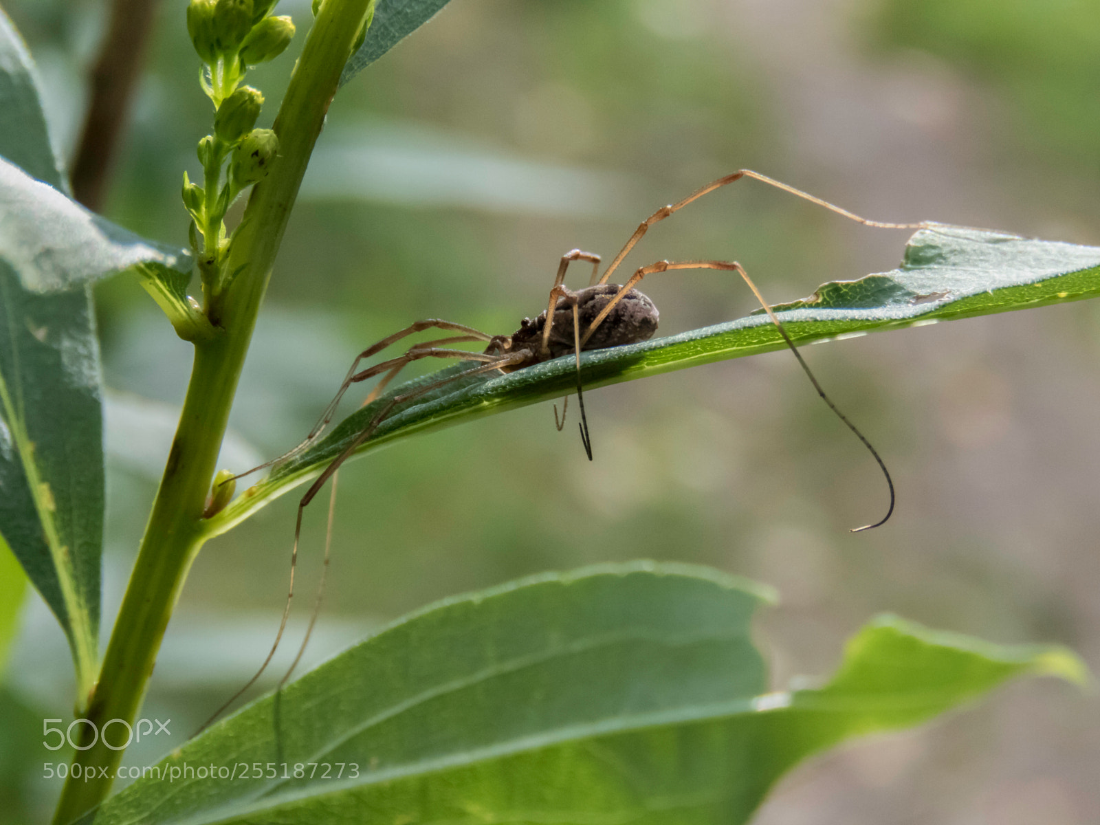 Canon PowerShot SX60 HS sample photo. Spider photography