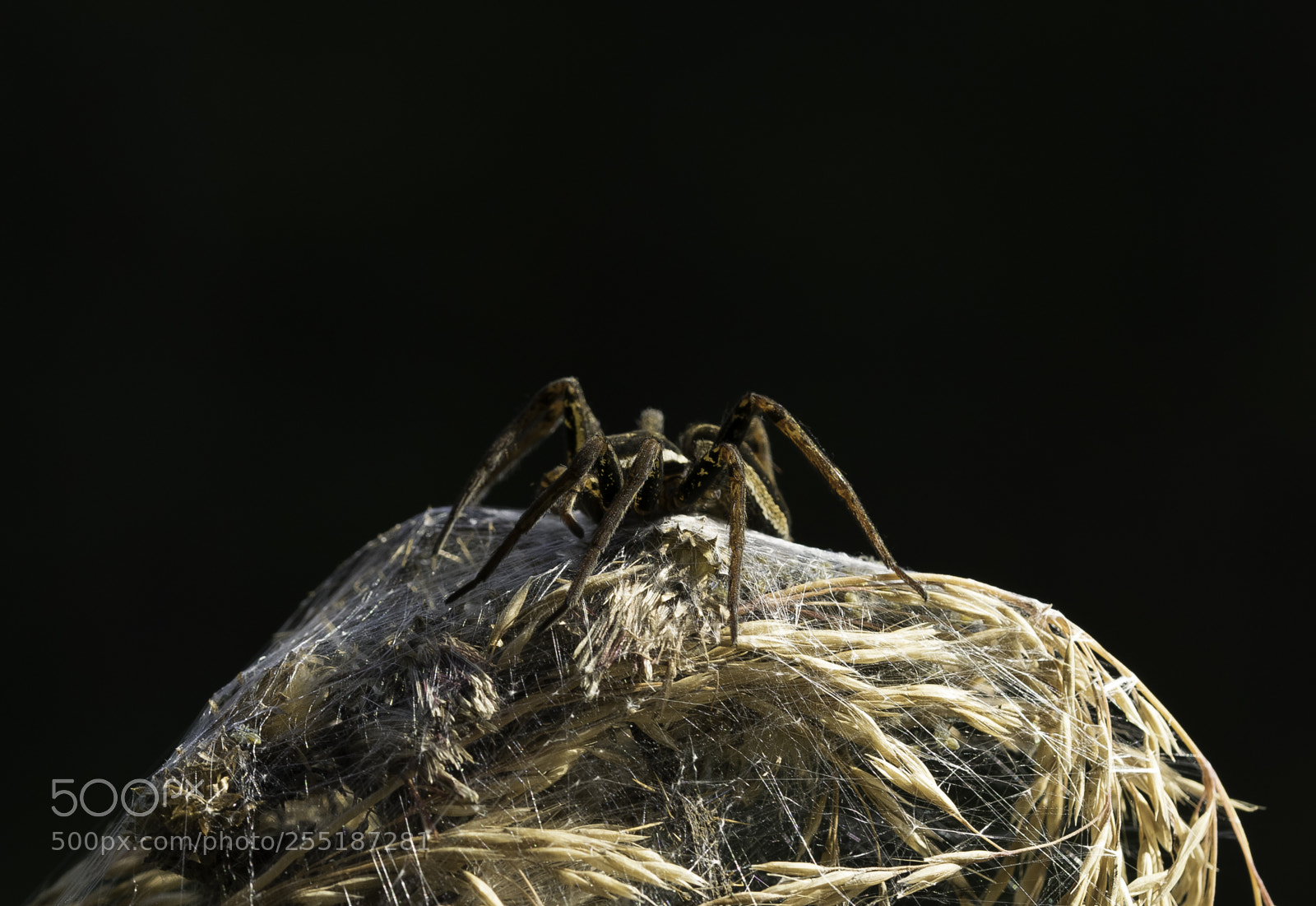 Nikon D5300 sample photo. Spider photography