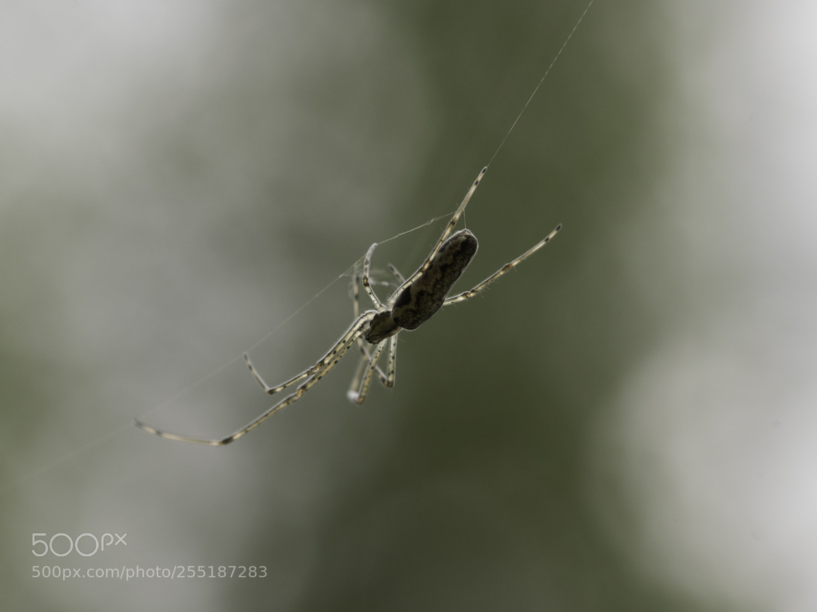 Nikon D5300 sample photo. Spider photography