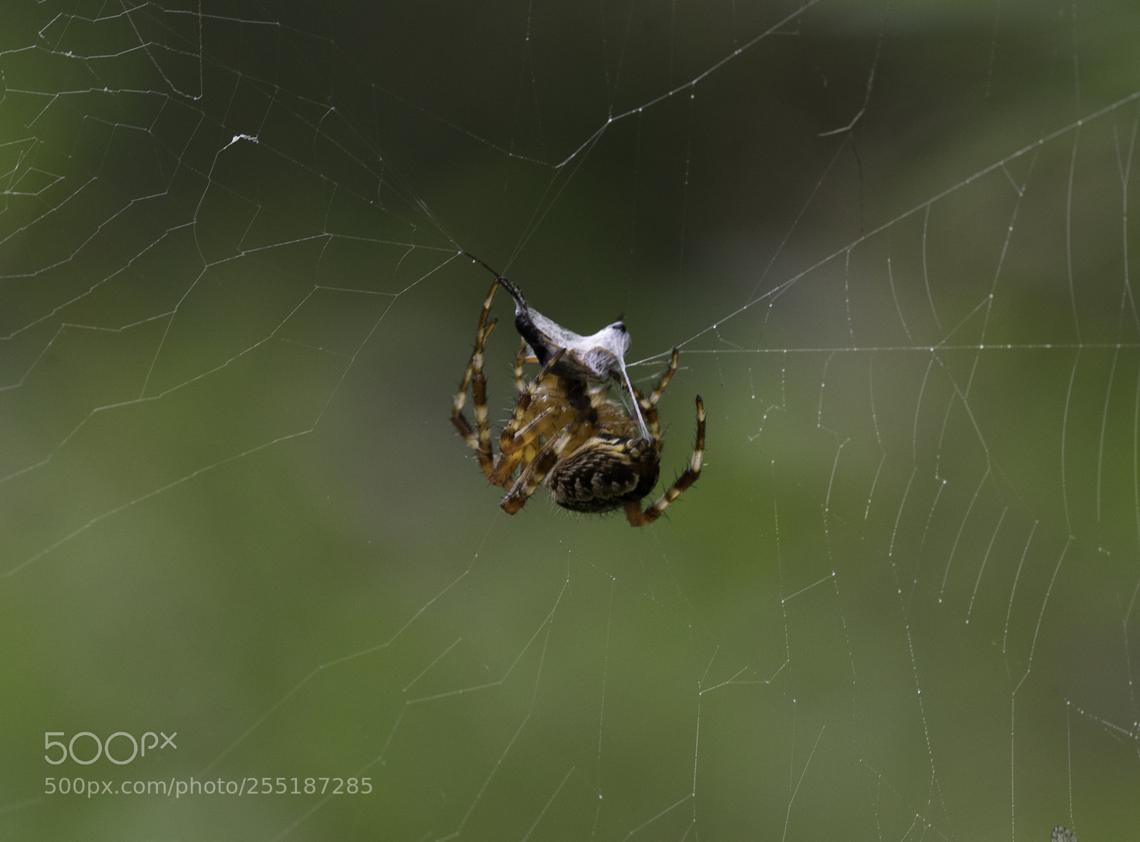 Nikon D5300 sample photo. Spider photography