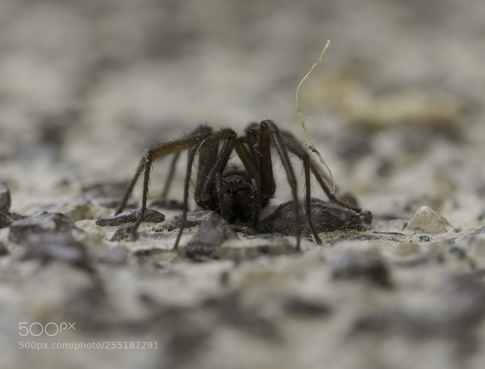 Nikon D5300 sample photo. Spider photography