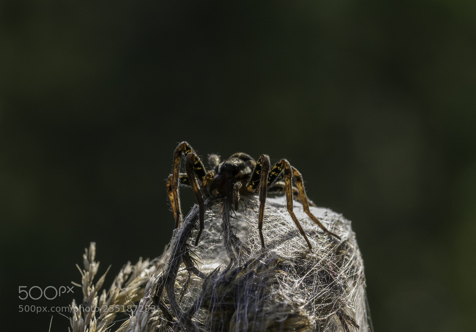 Nikon D5300 sample photo. Spider photography