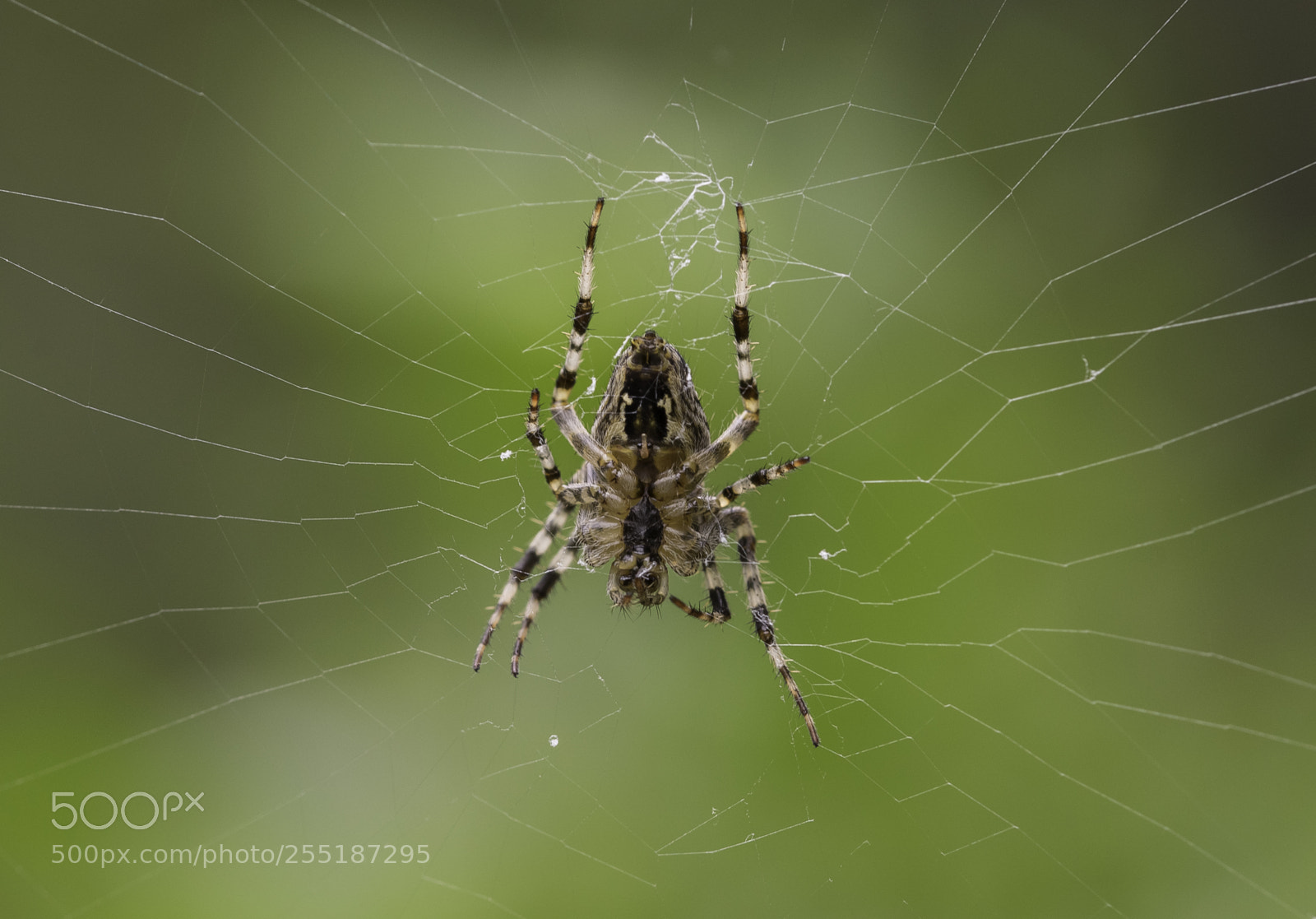 Nikon D5300 sample photo. Spider photography