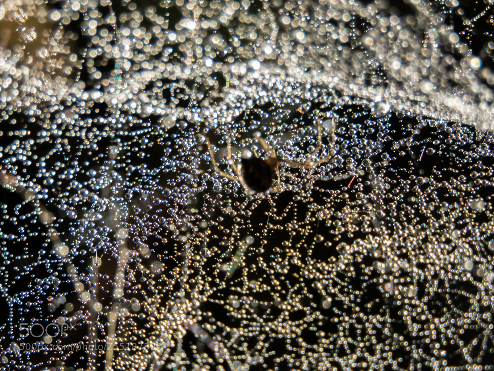 Canon PowerShot SX60 HS sample photo. Spider photography